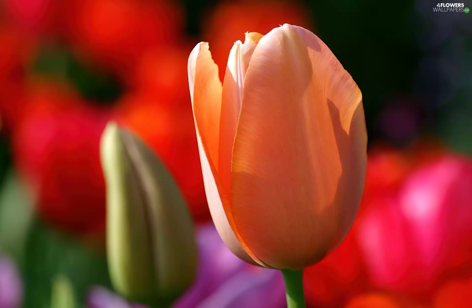 tulip, bud