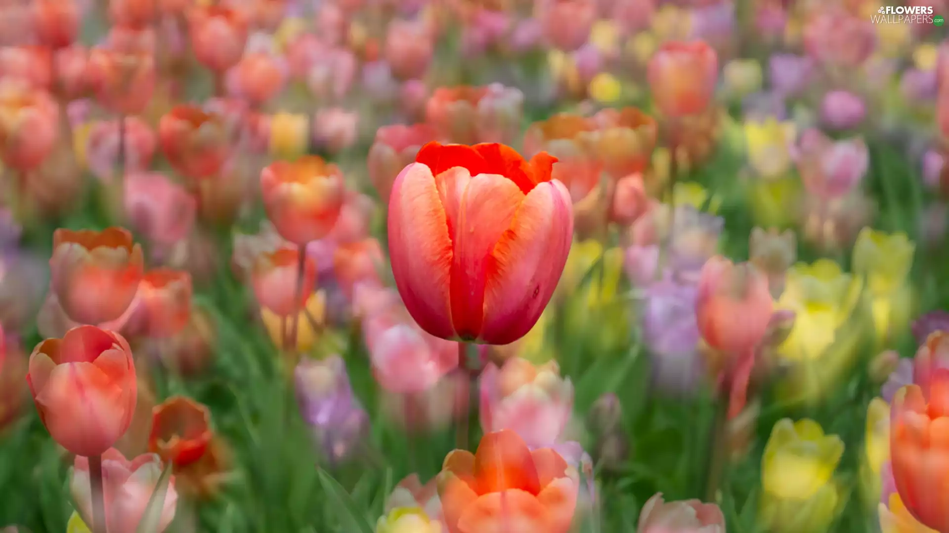 Tulips, tulip, Colorful Background, Red