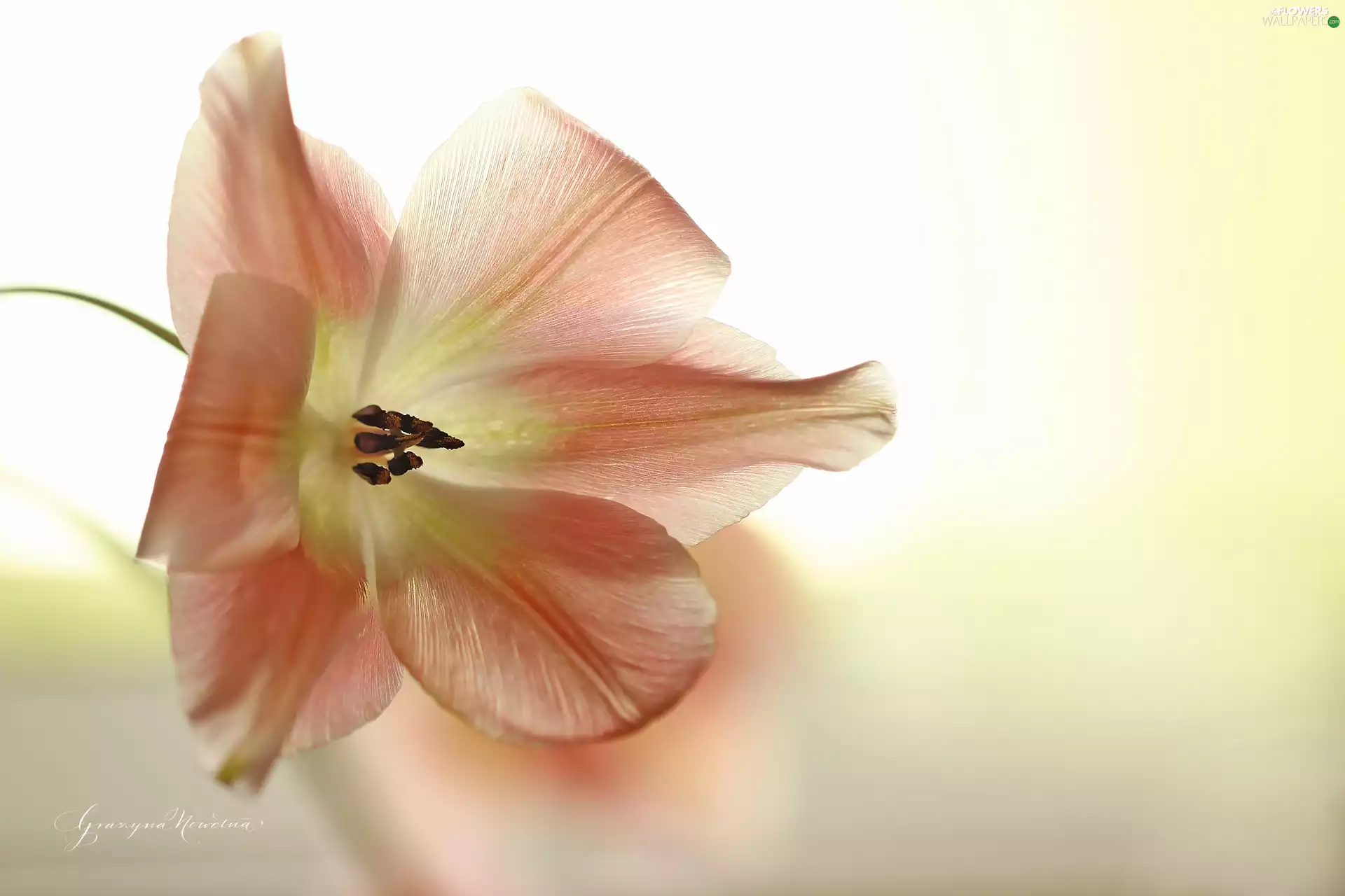 Colourfull Flowers, Pink, tulip