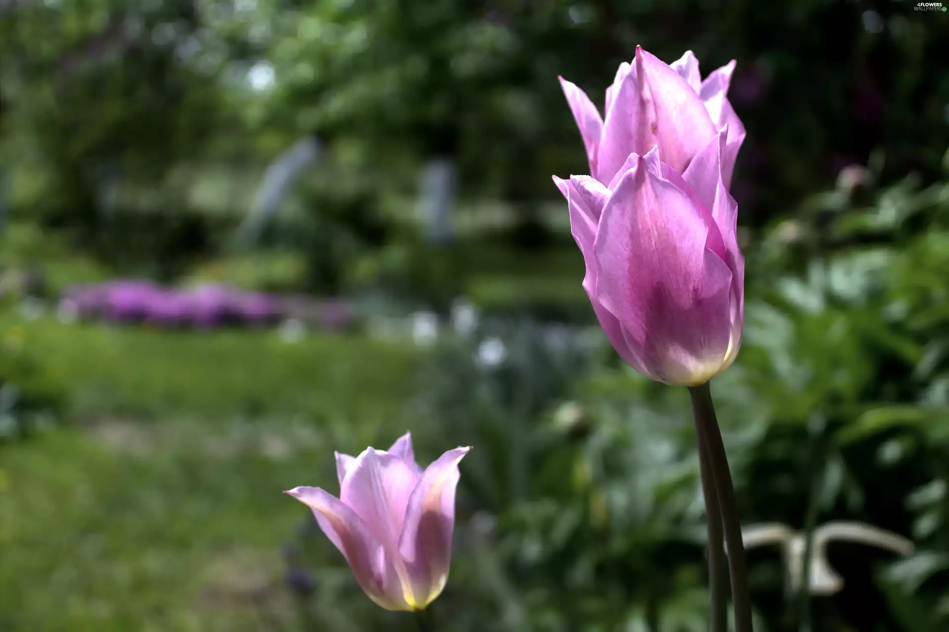 Colourfull Flowers, Pink, tulip