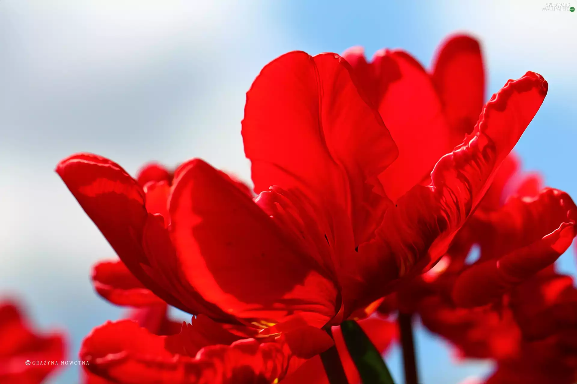 Colourfull Flowers, Red, tulip