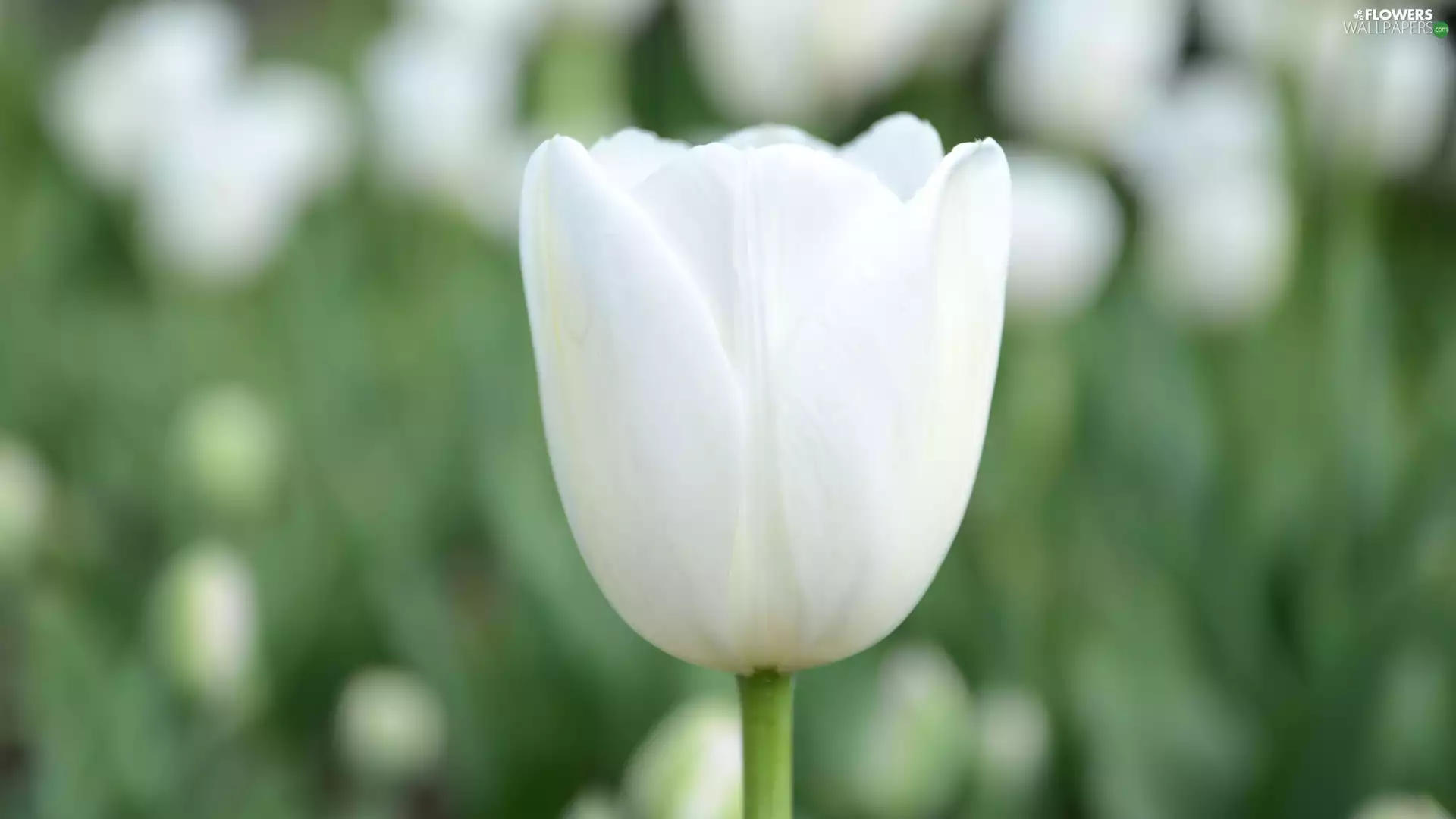 Colourfull Flowers, White, tulip