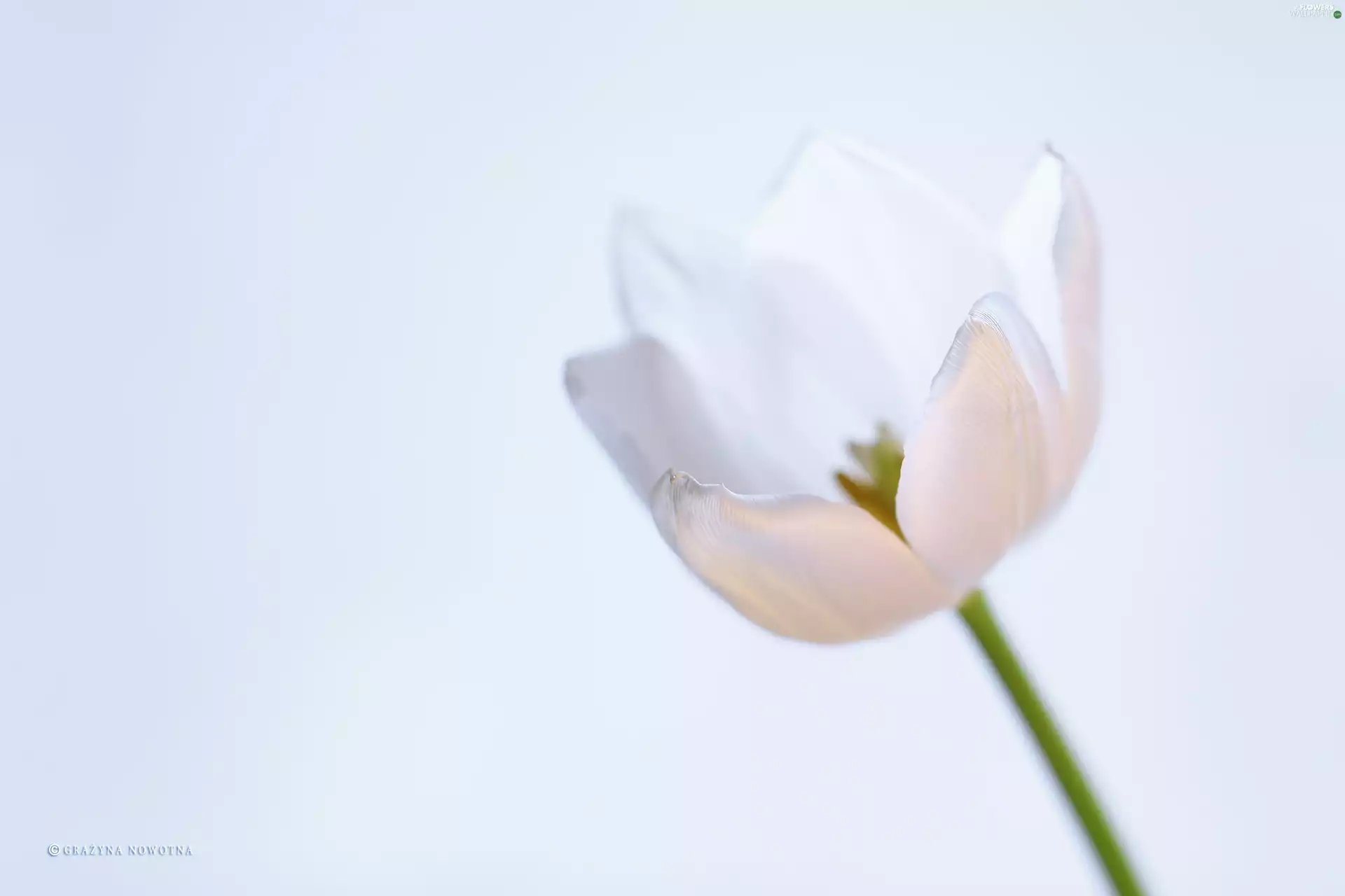 Colourfull Flowers, White, tulip