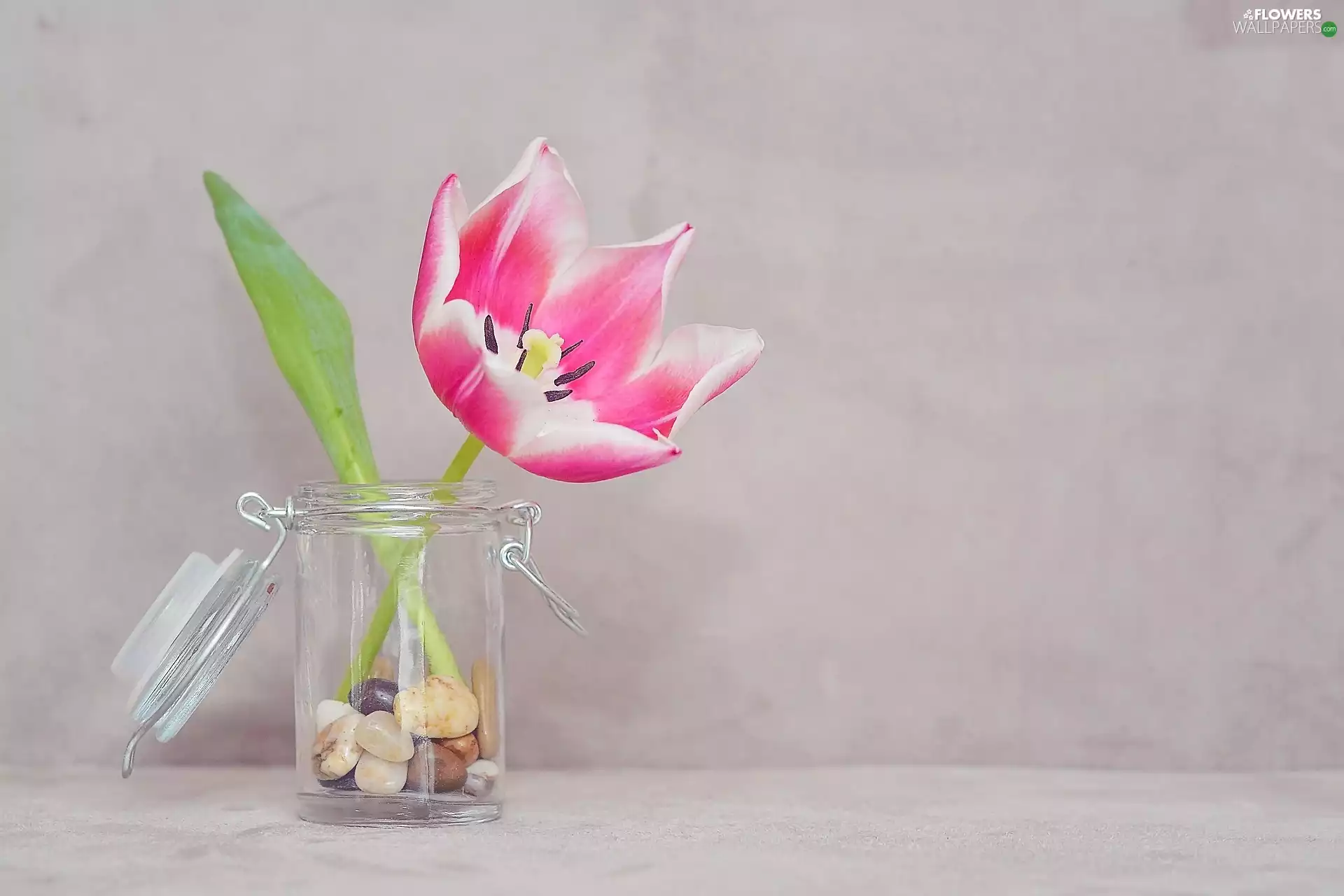decoration, jar, Stones, tulip