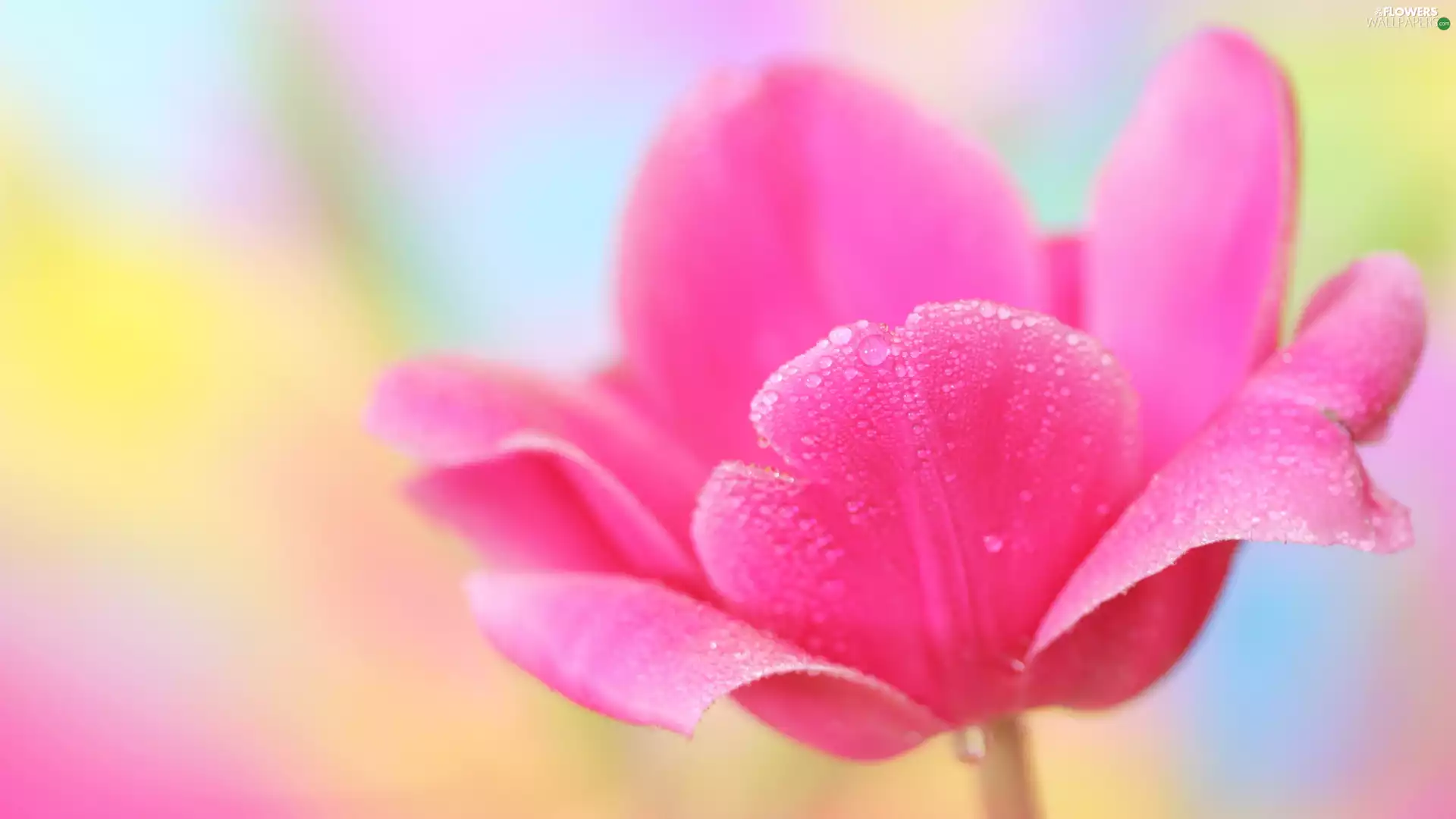 tulip, Pink, developed