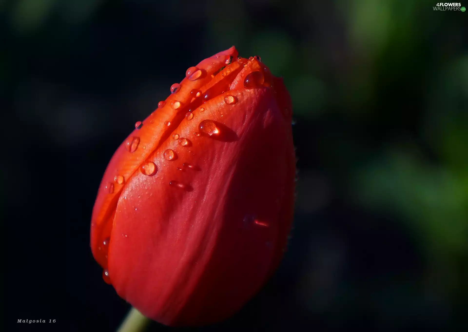 Red, tulip, drops, Colourfull Flowers