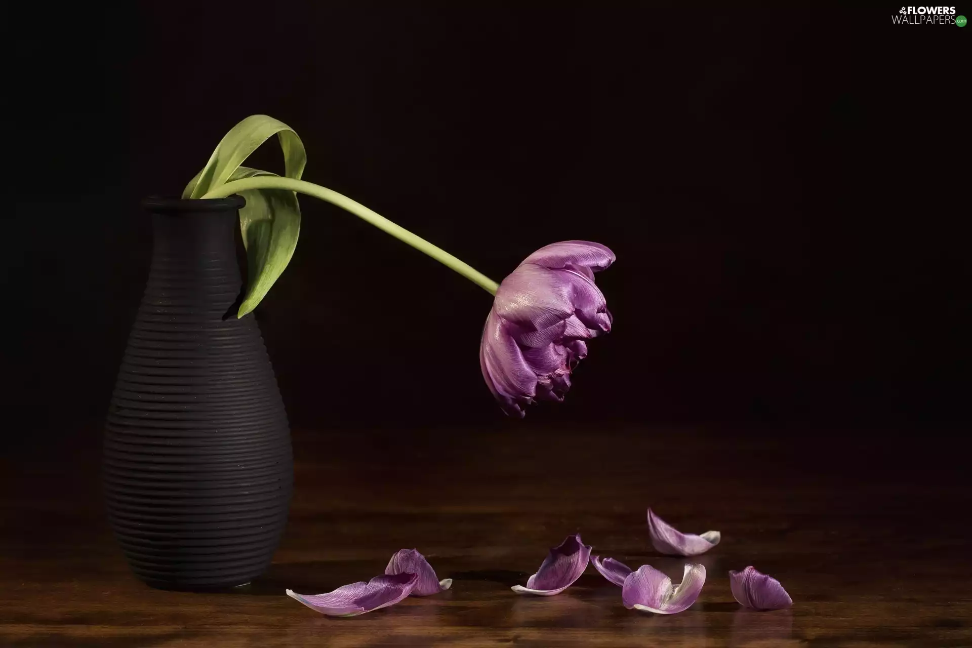 tulip, flakes, nature, Vase, Still