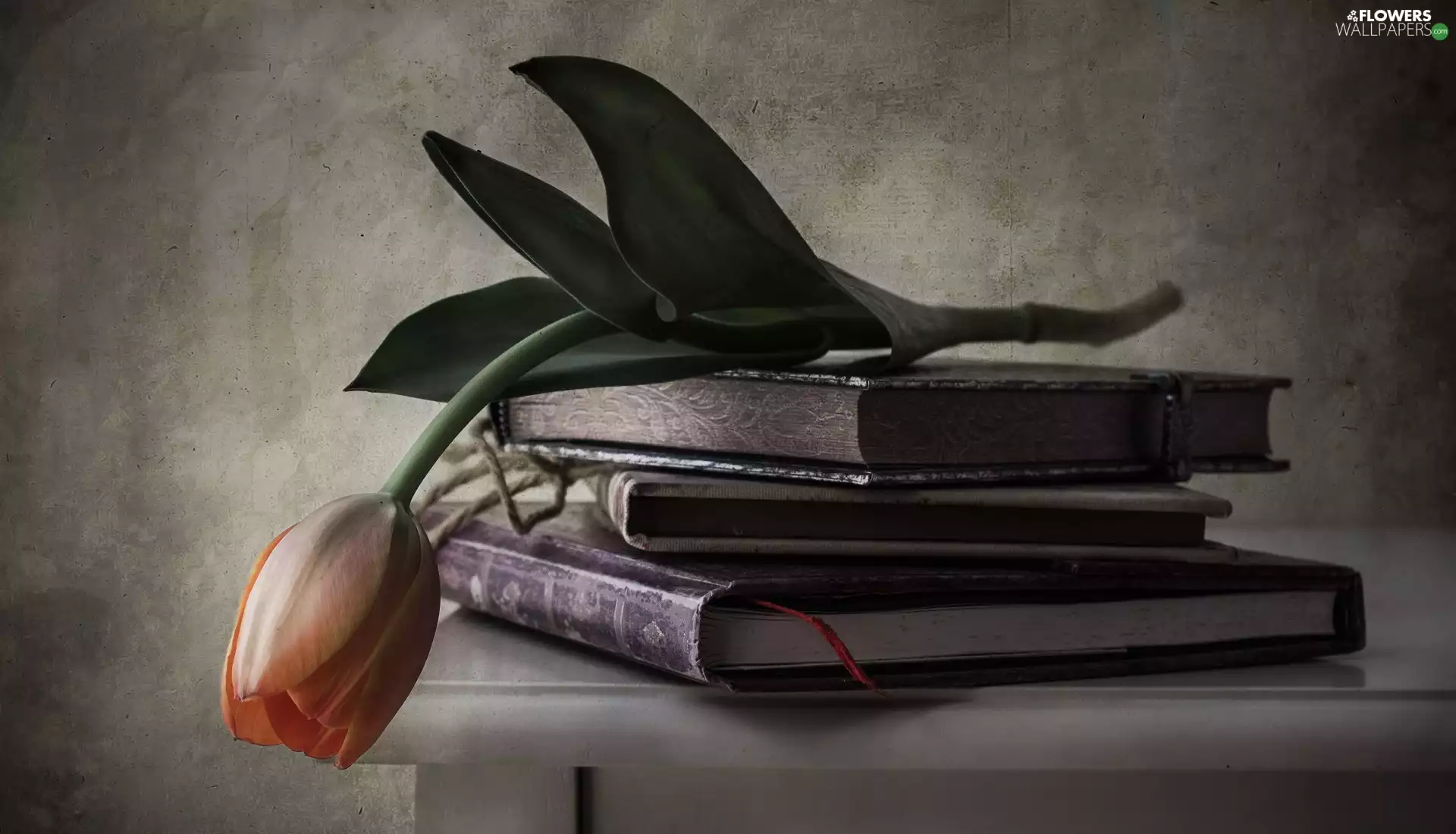 tulip, Books, Flower