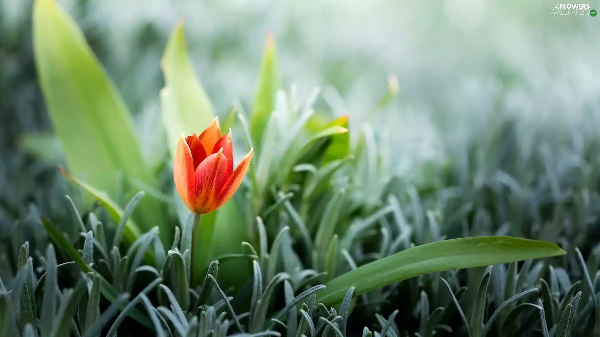 Flowers, Leaf, blur, tulip