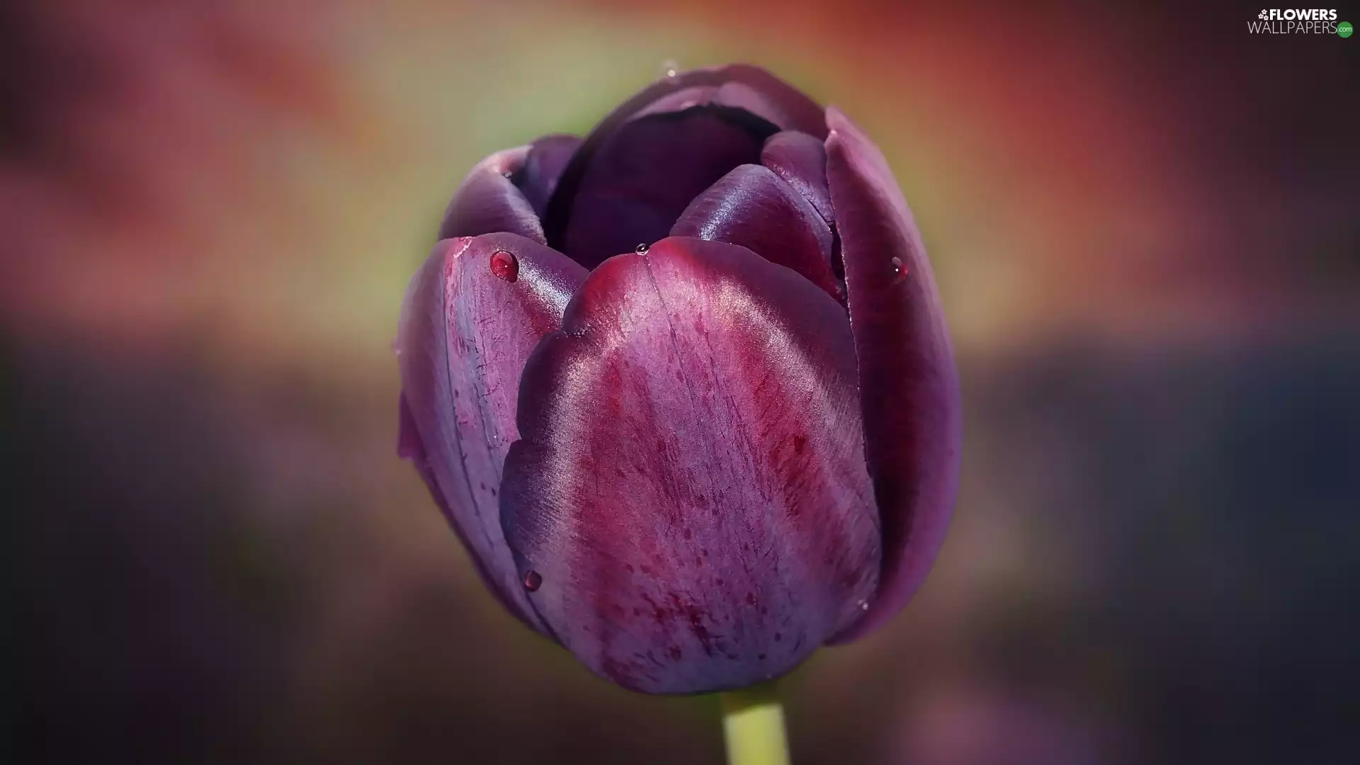 Colourfull Flowers, Burgundy, tulip, color