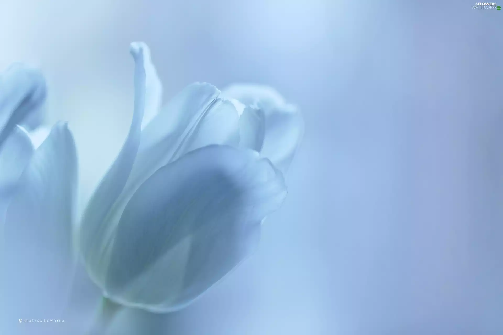 Colourfull Flowers, White, tulip