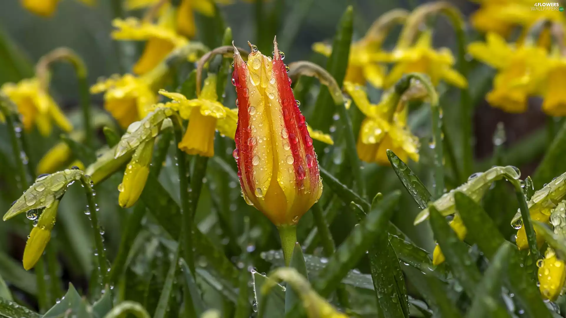Flowers, Jonquil, drops, tulip
