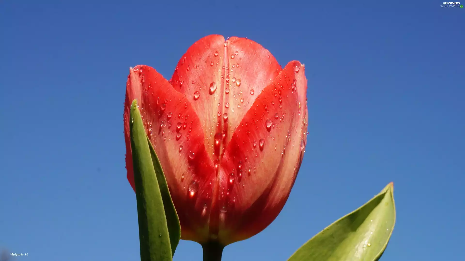 Blue, Sky, Red, tulip, Colourfull Flowers