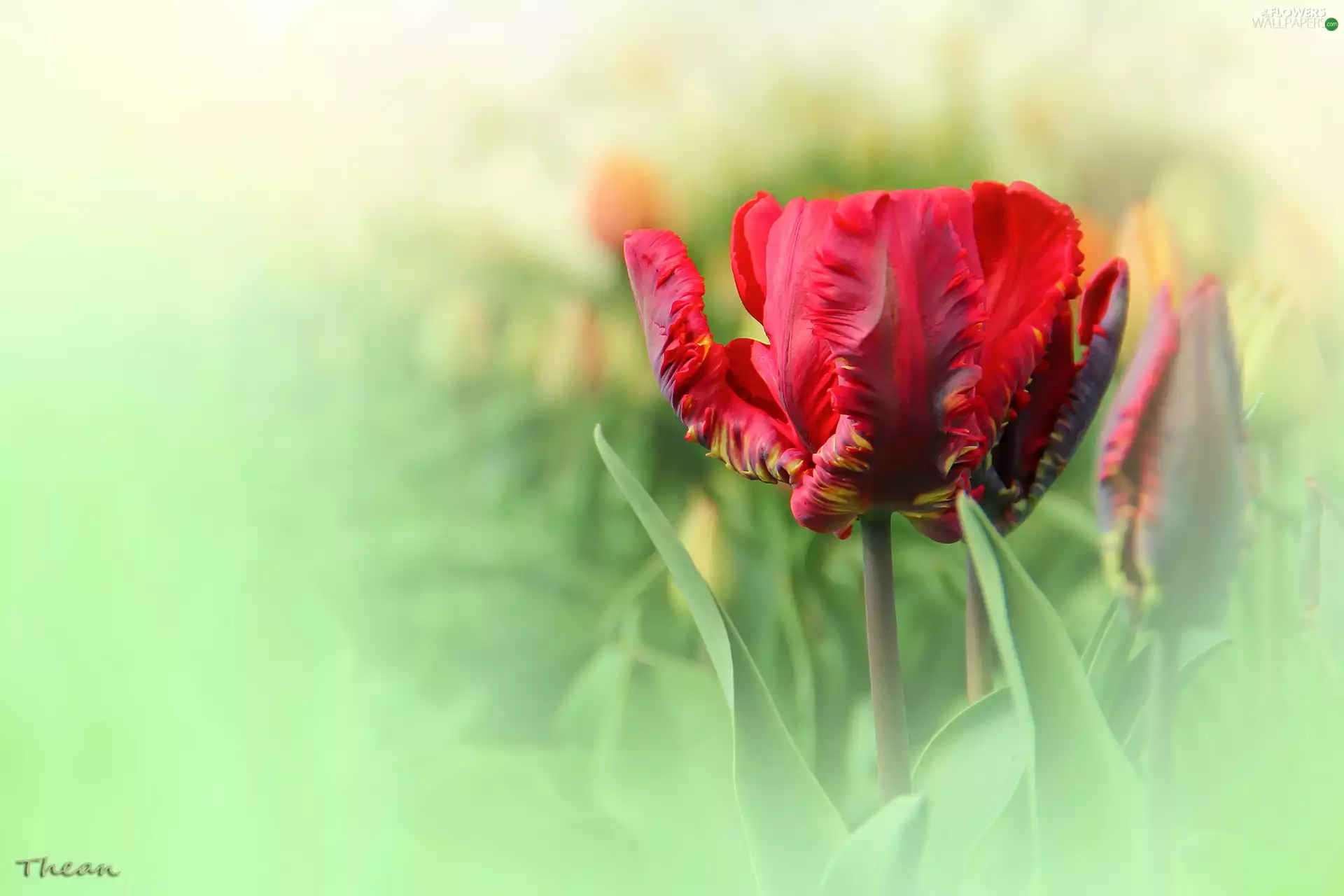 tulip, Red, frayed