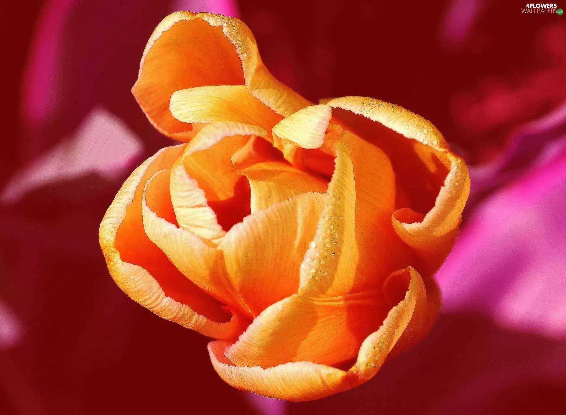 Orange, Pink, background, tulip