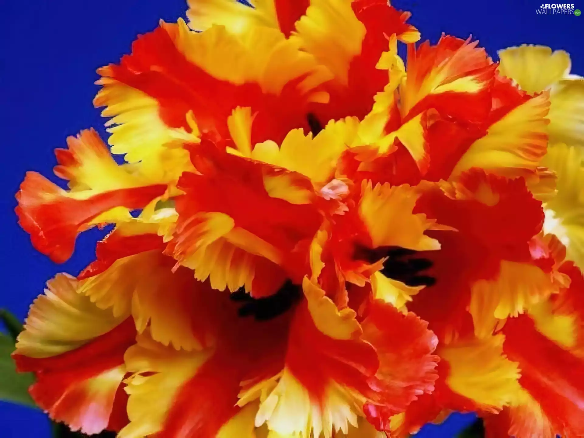 tulip, yellow, Orange