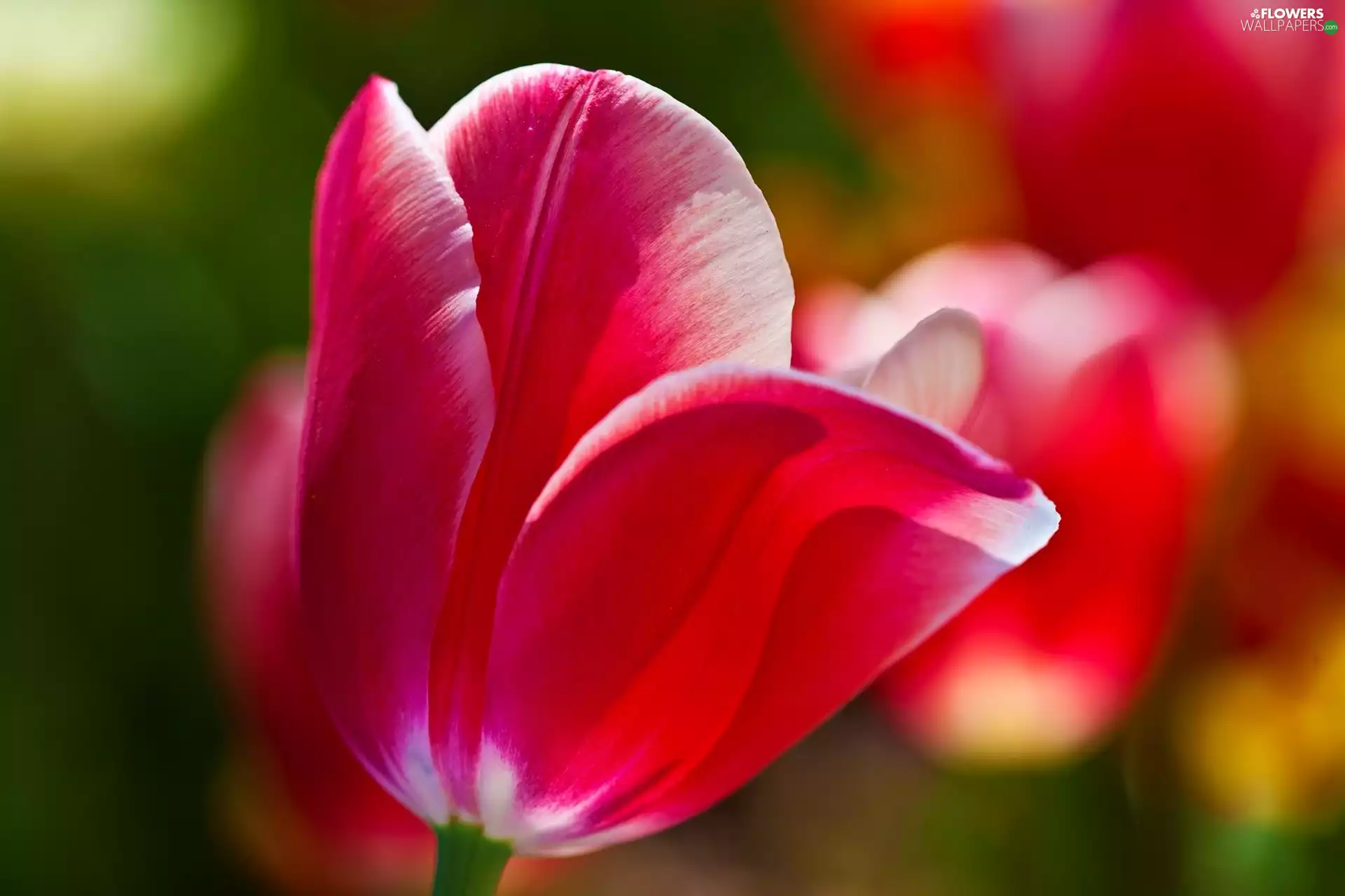 Pink, tulip