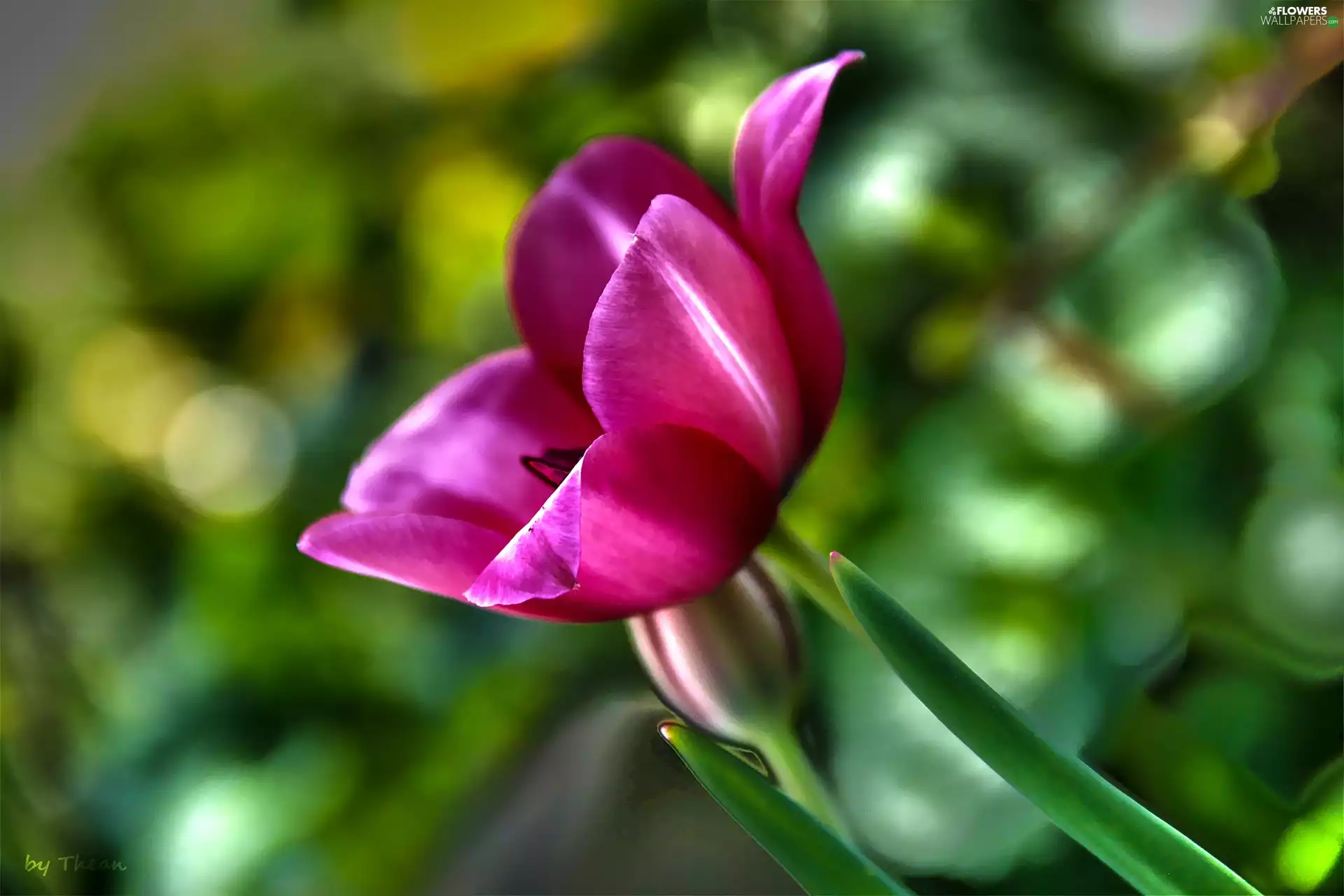 Pink, tulip