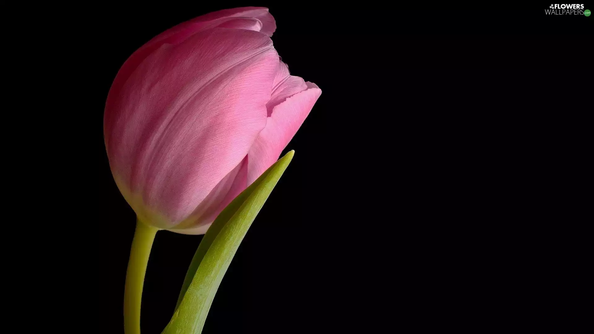Pink, dark, background, tulip