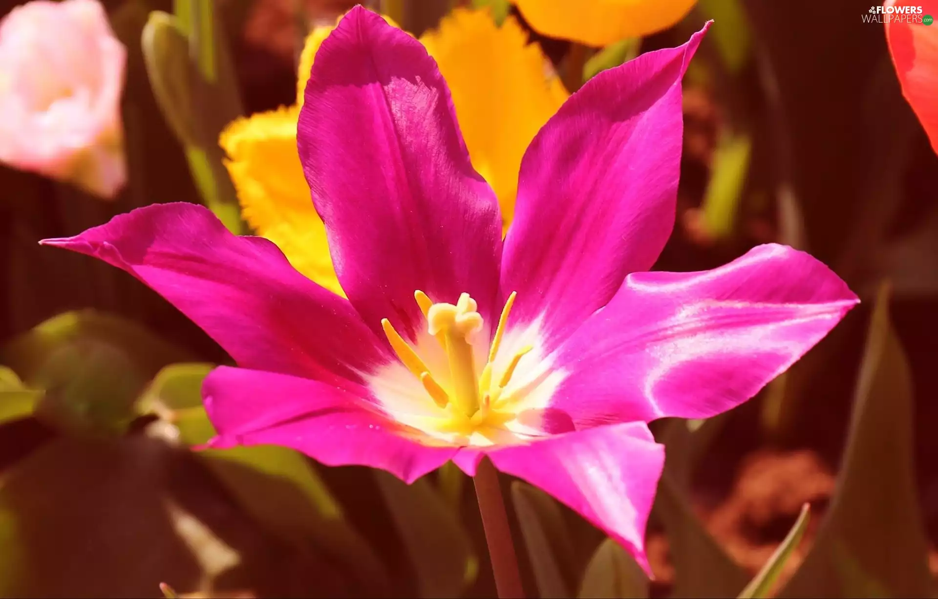 Pink, flakes, rods, tulip