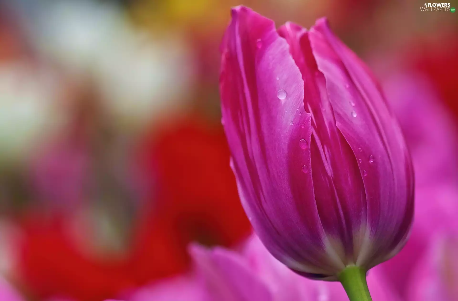 Pink, drops, Rosy, tulip