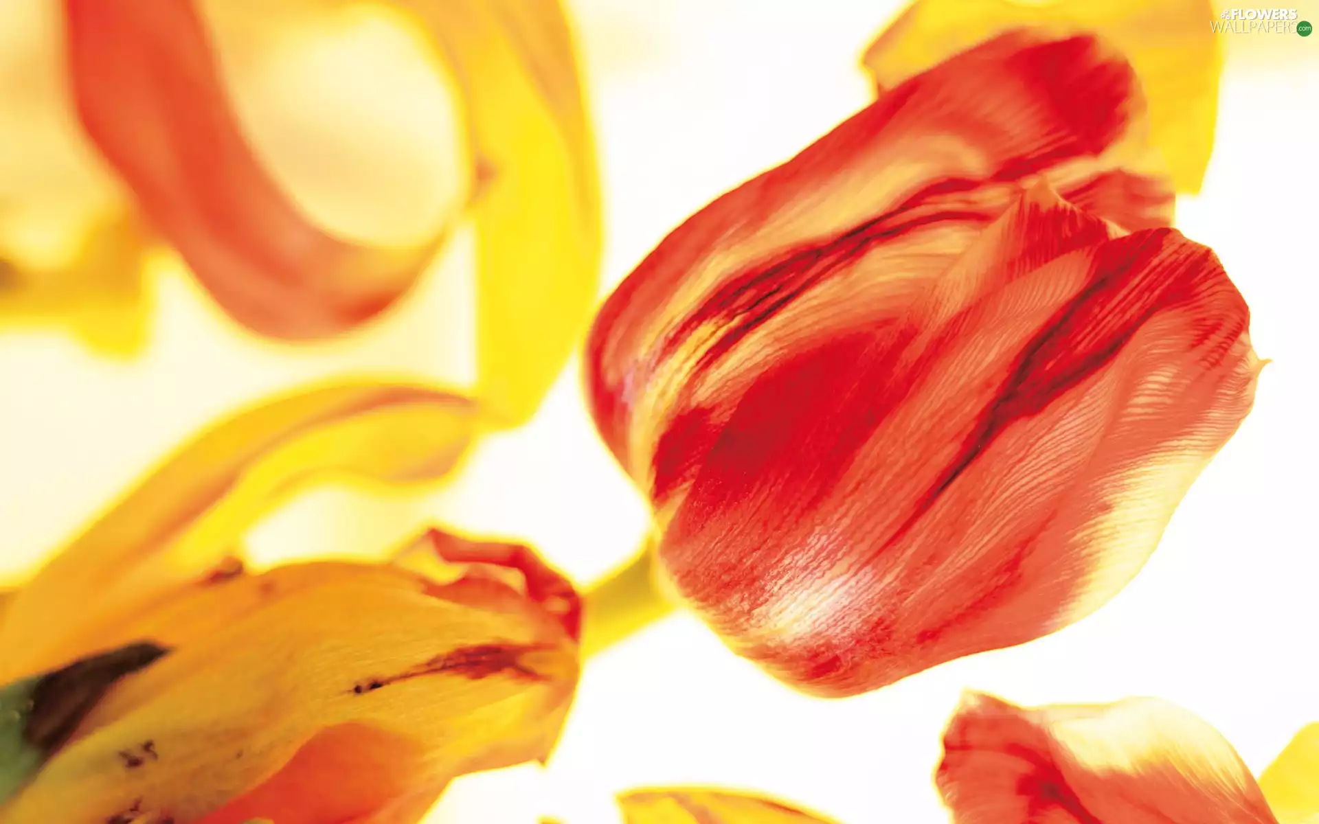 Red, tulip