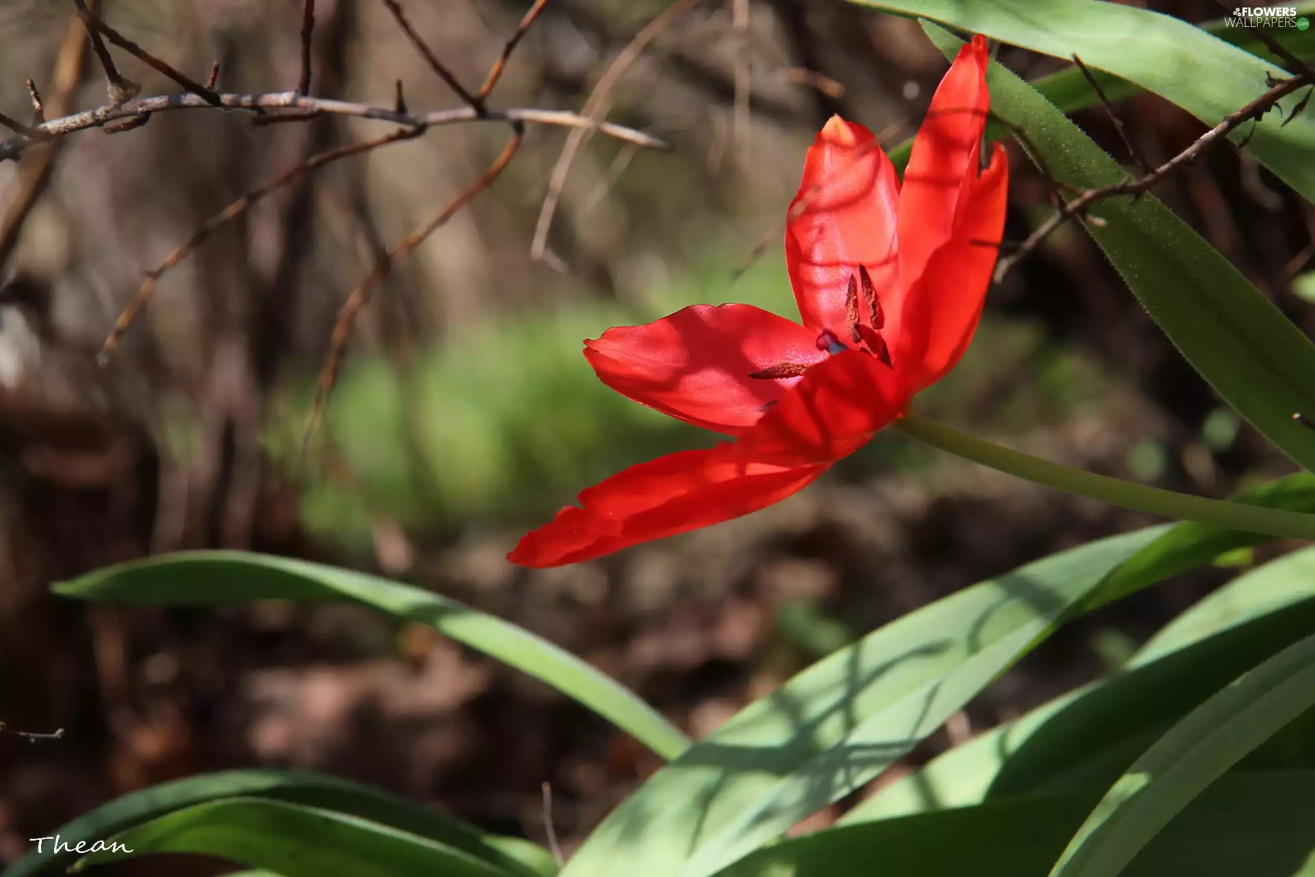 Red, tulip