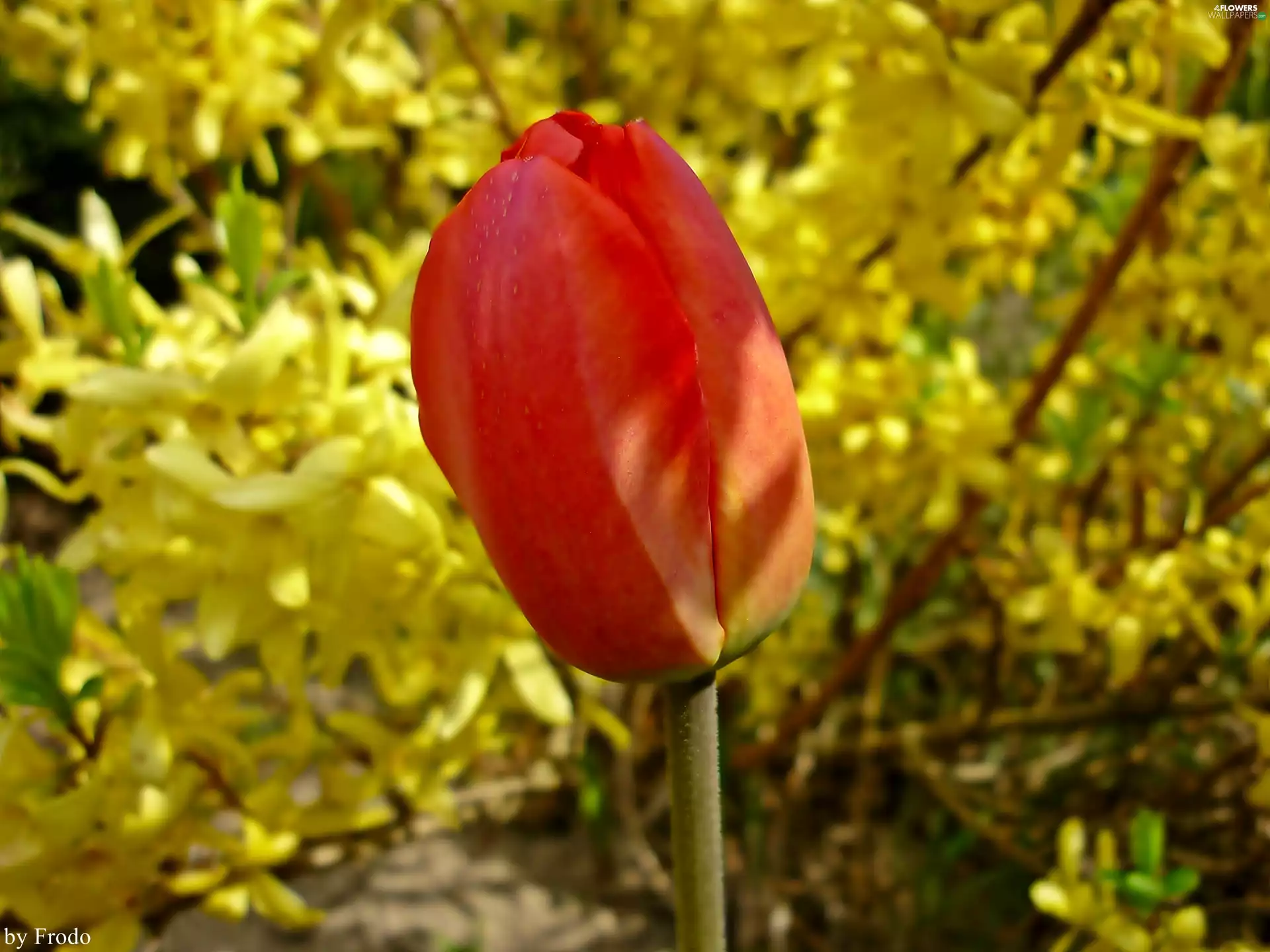 tulip, Red