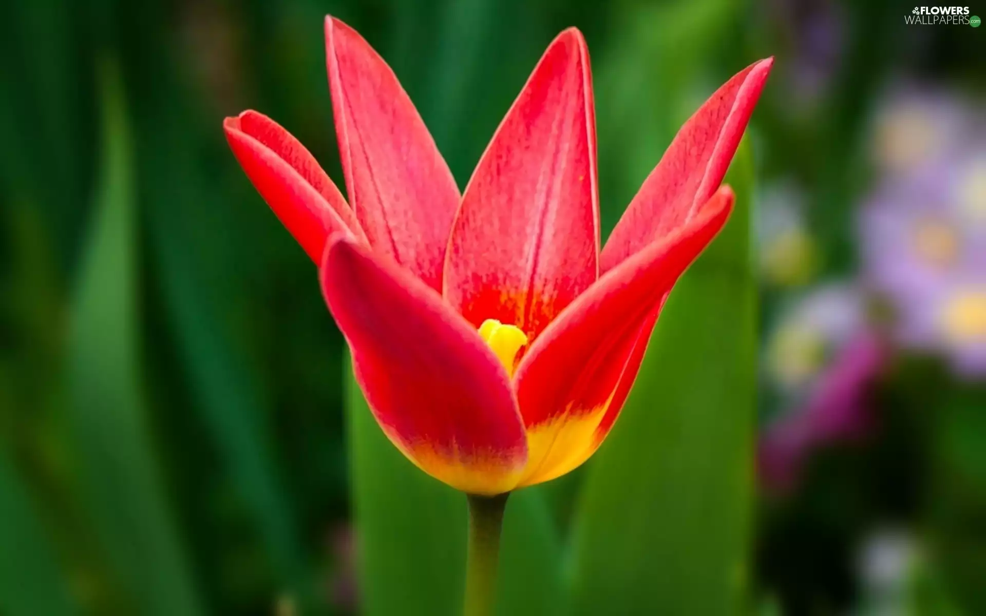 tulip, Red