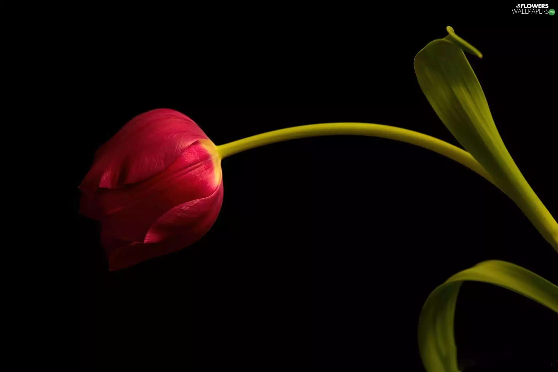 Red, Black, background, tulip