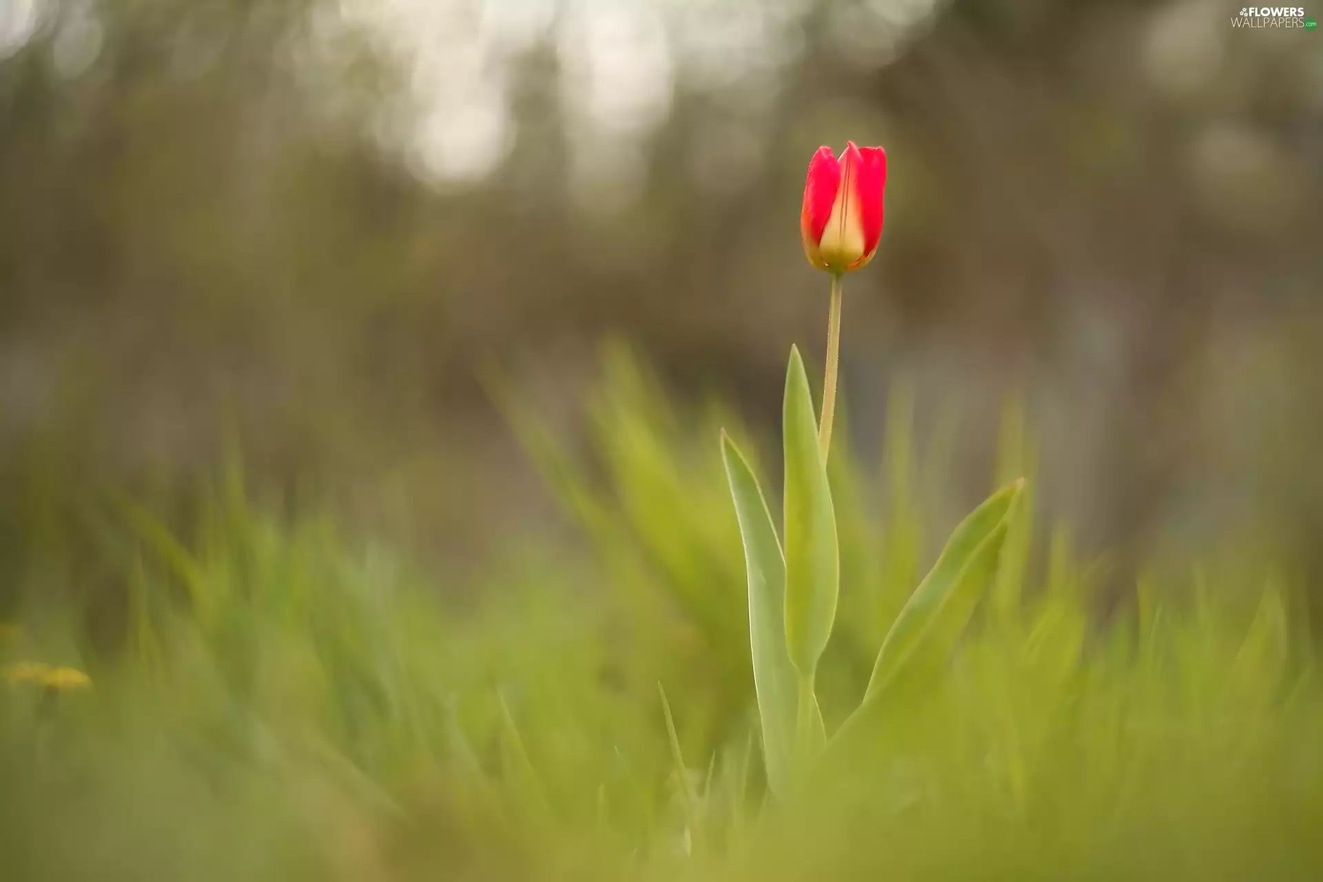 Red, grass, blur, tulip