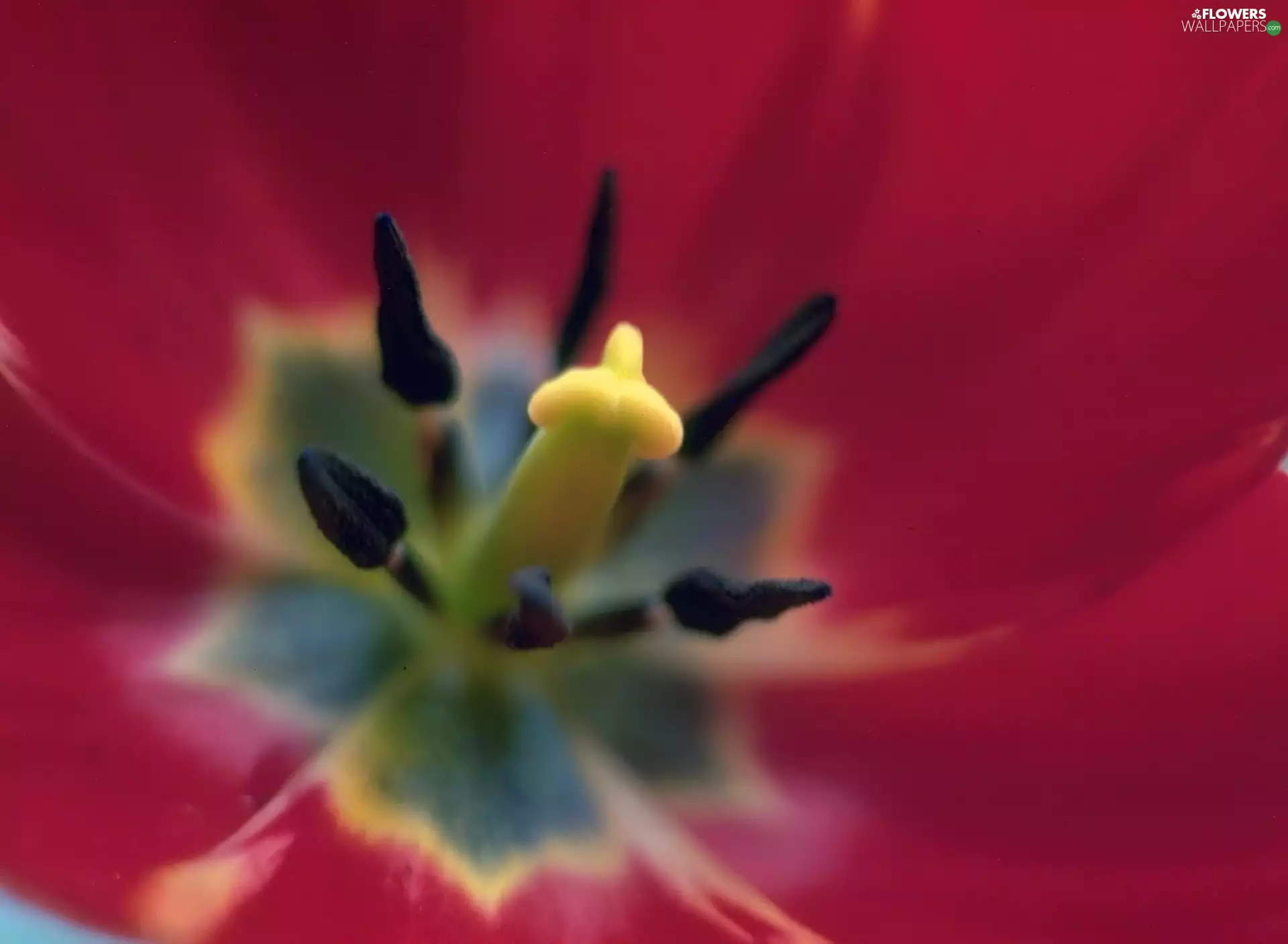 tulip, Centre, red