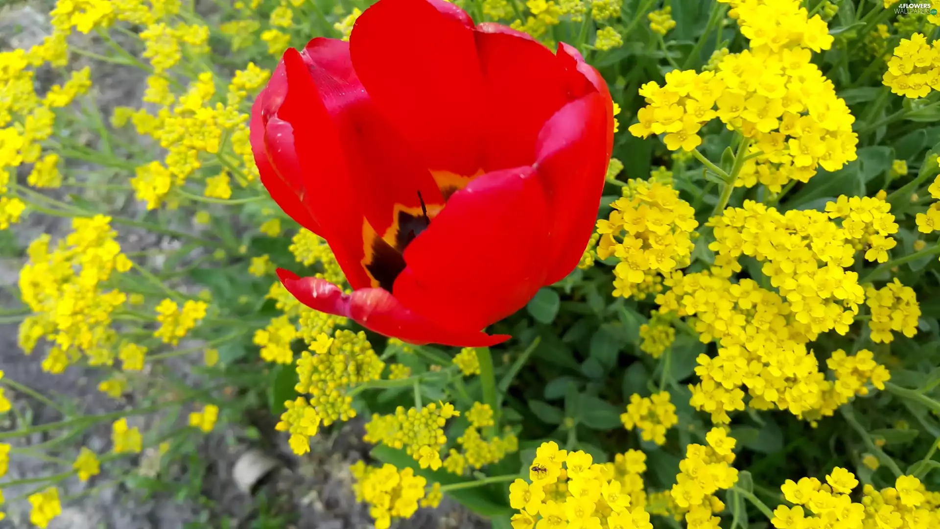 Red, Yellow, Flowers, tulip