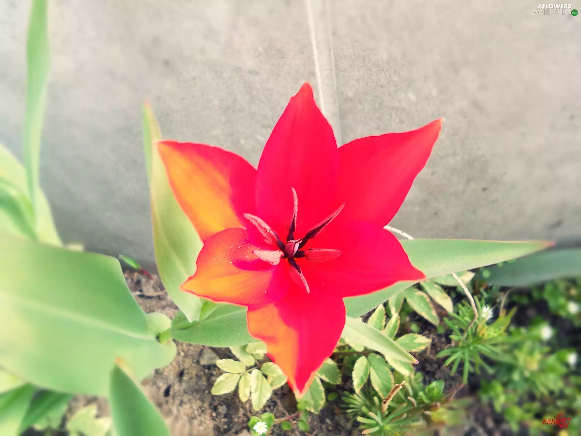 Red, Black, rods, tulip