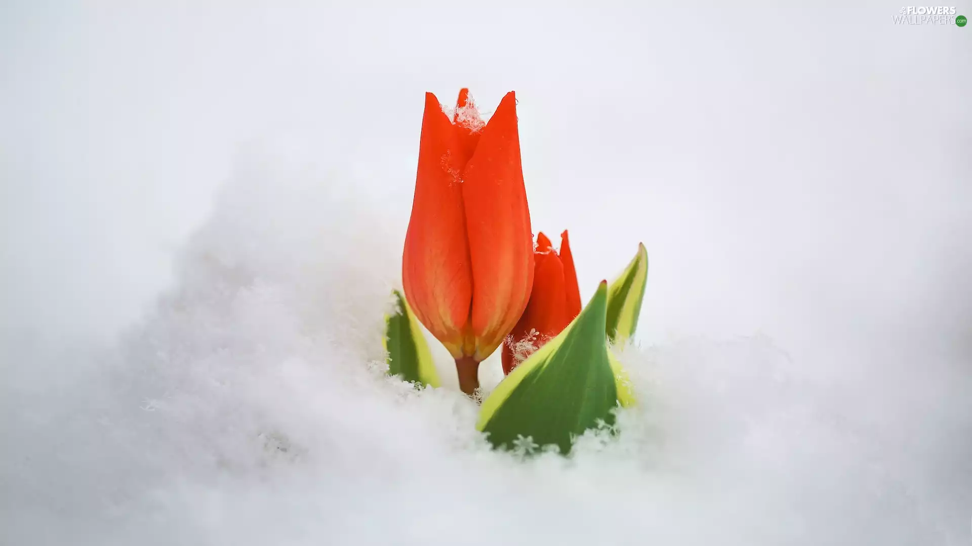 tulip, snow, Red
