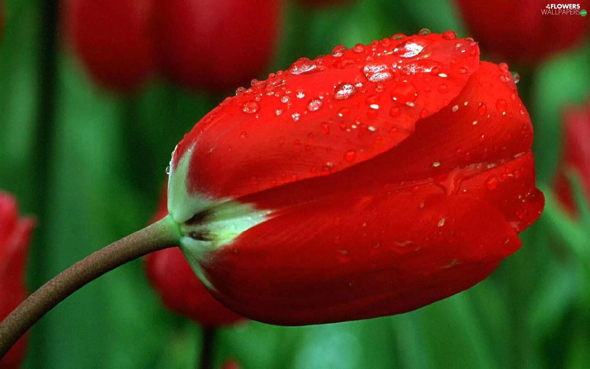 Red, drops, water, tulip