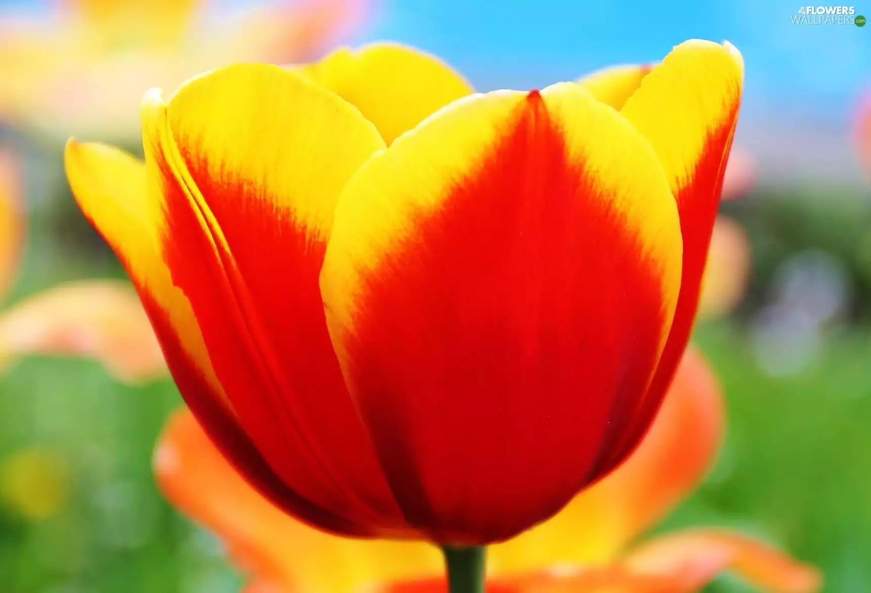 tulip, yellow, Red