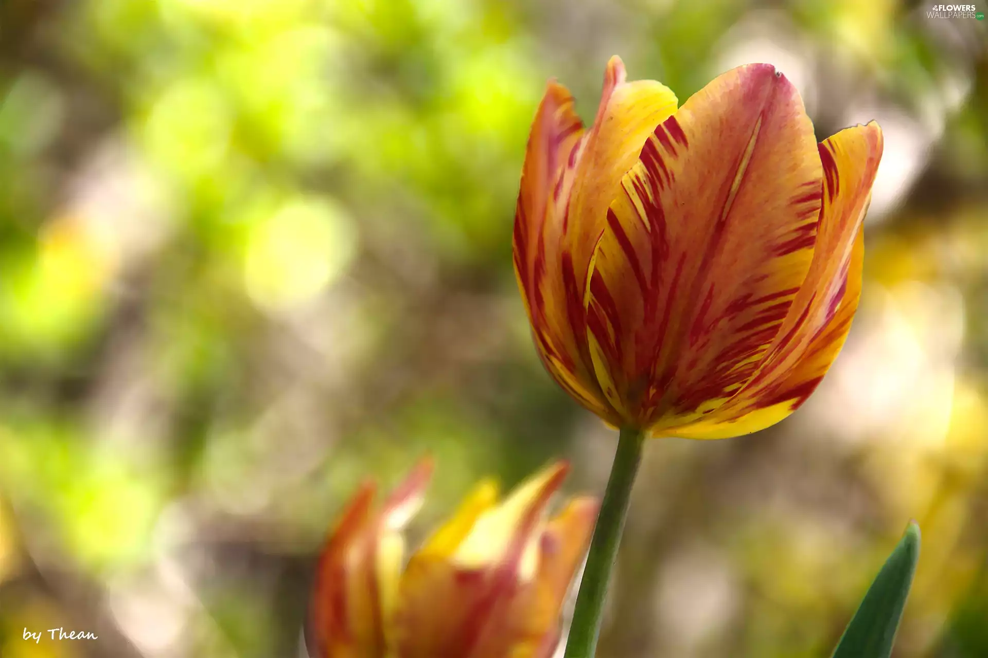 tulip, yellow, Red