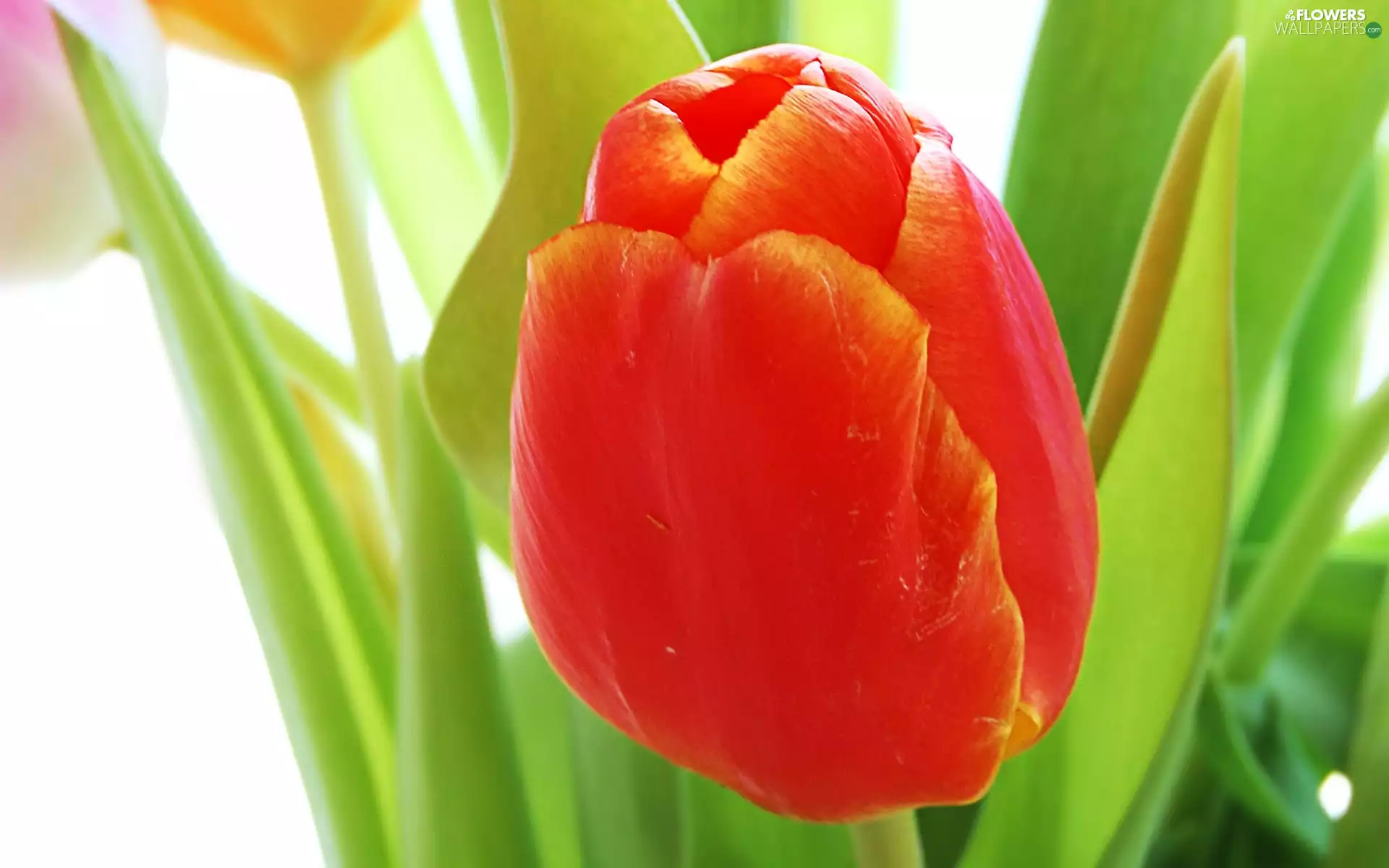 Red, tulip