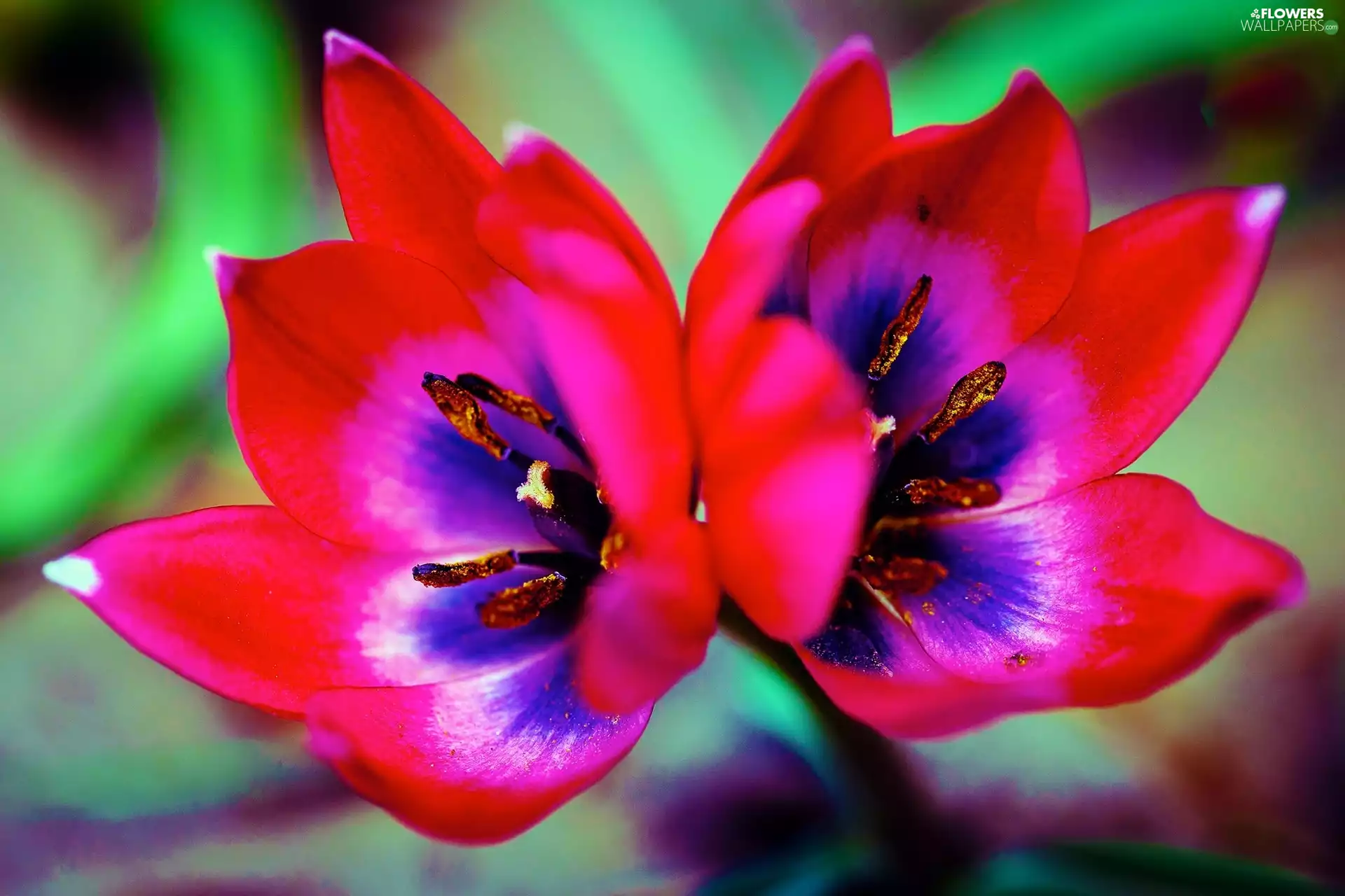 double, tulip, rods, Colourfull Flowers