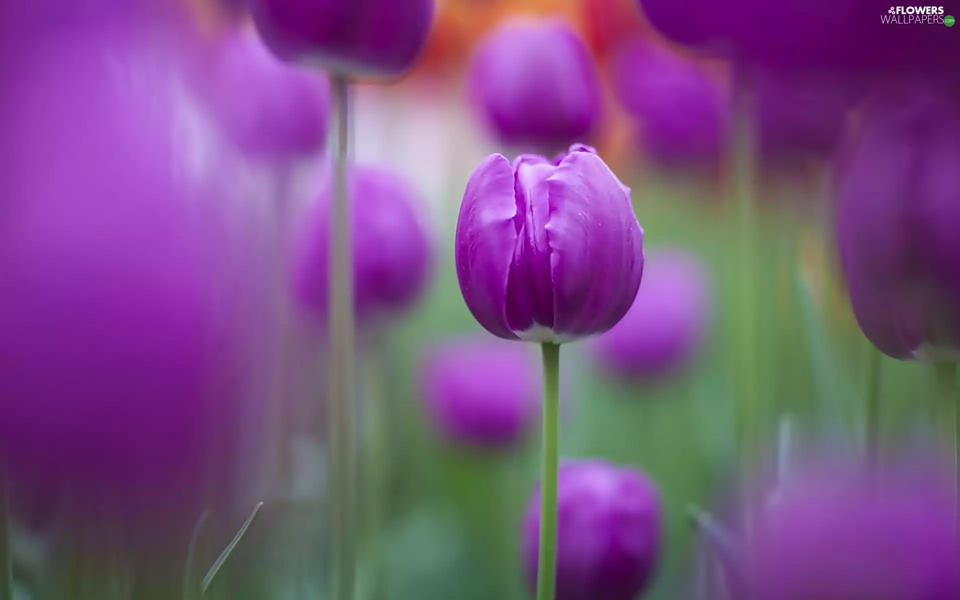 tulip, Violet