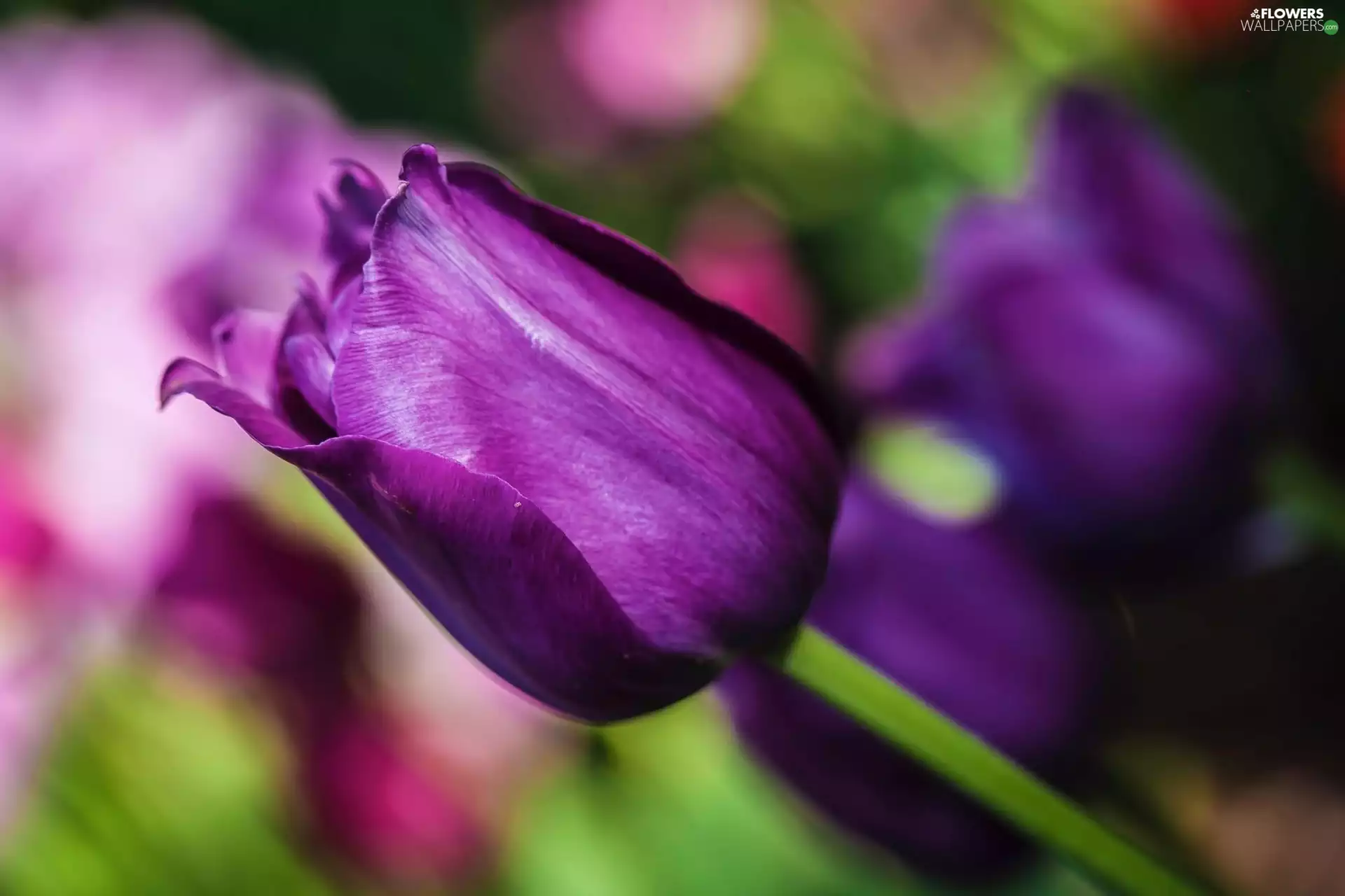 Violet, tulip