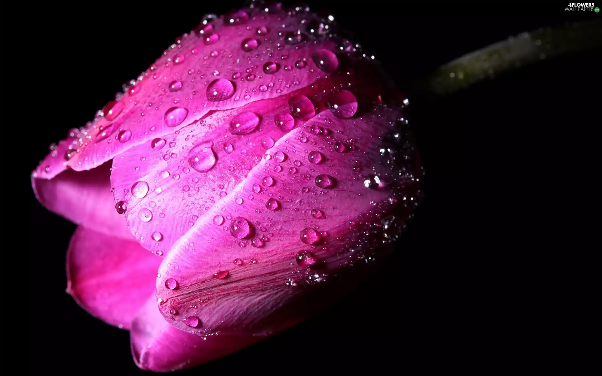 Violet, drops, background, tulip