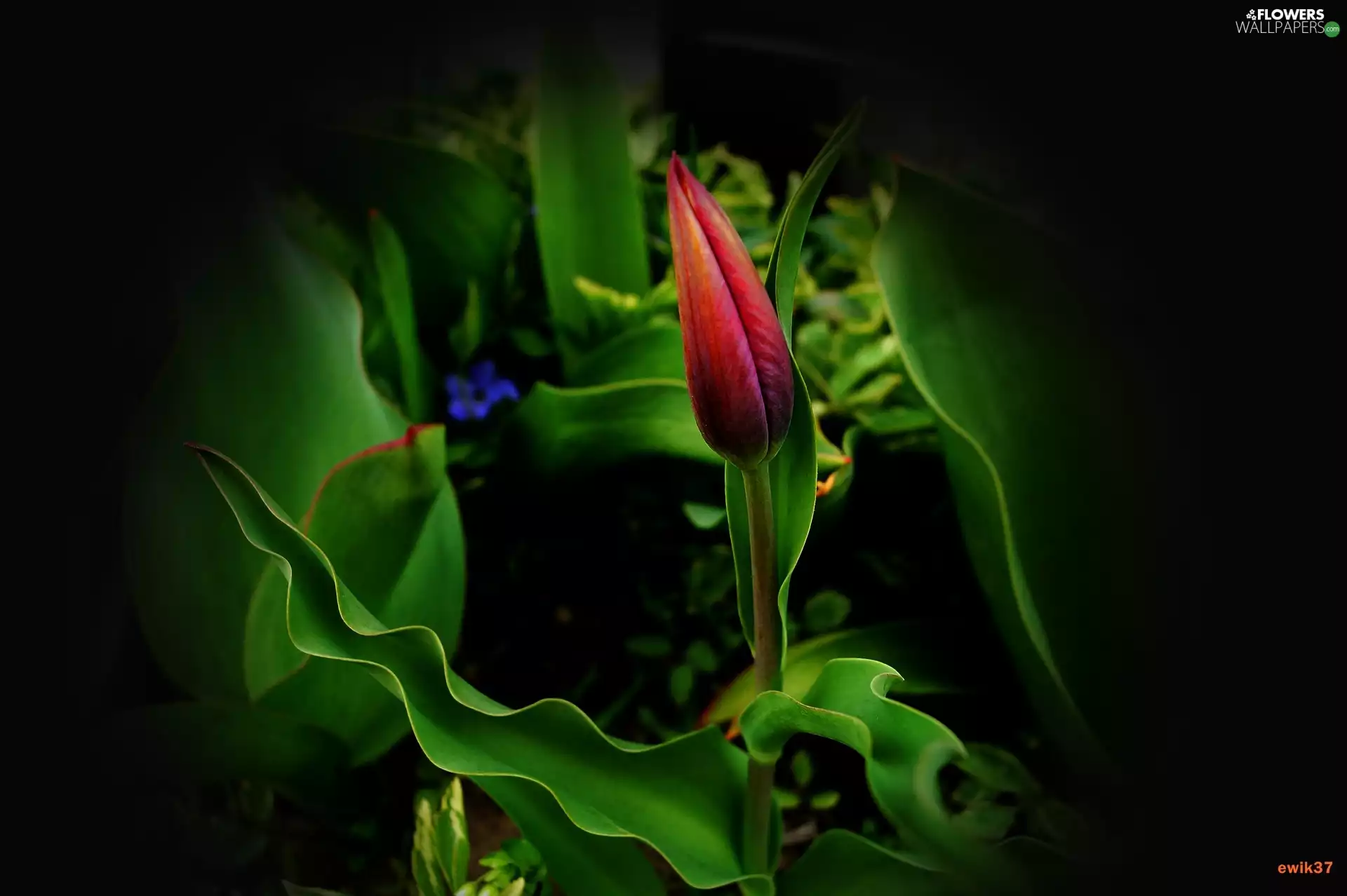 tulip, orange, Violet