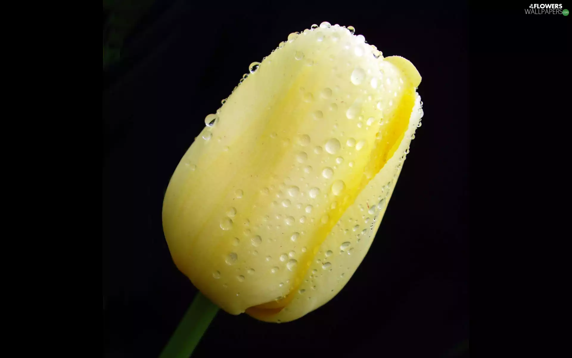 tulip, Yellow, wet