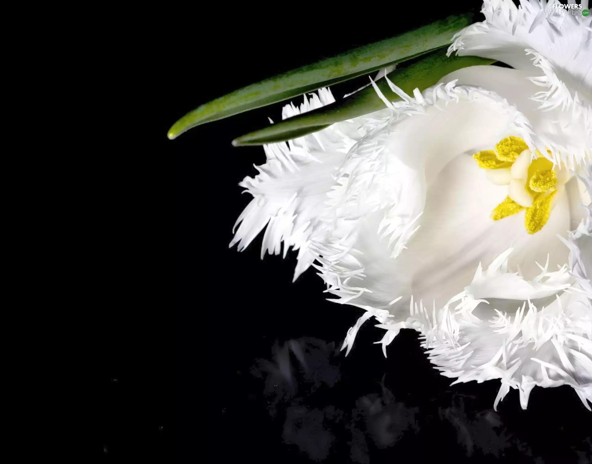 White, Black, background, tulip