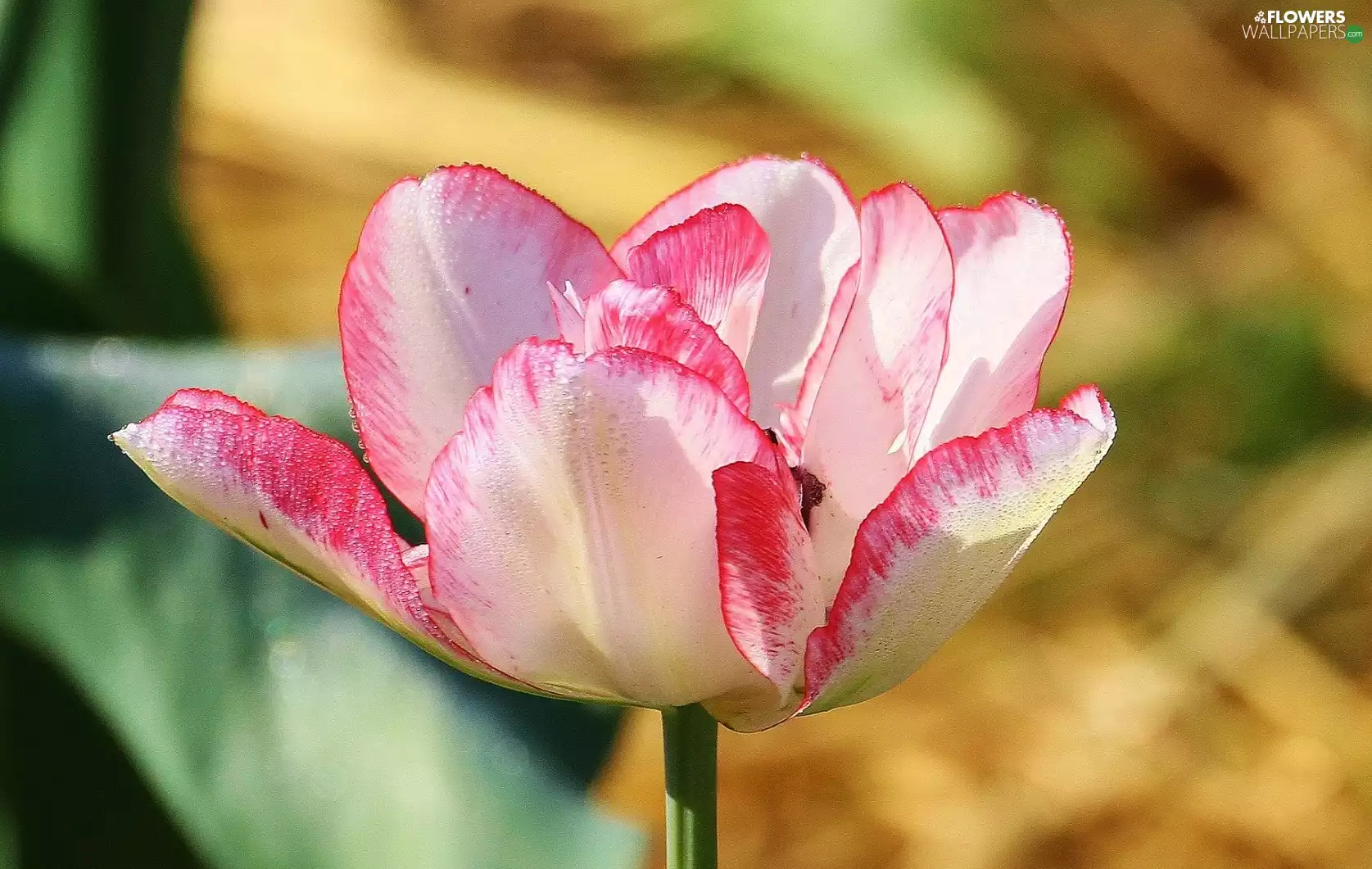 tulip, pink, White