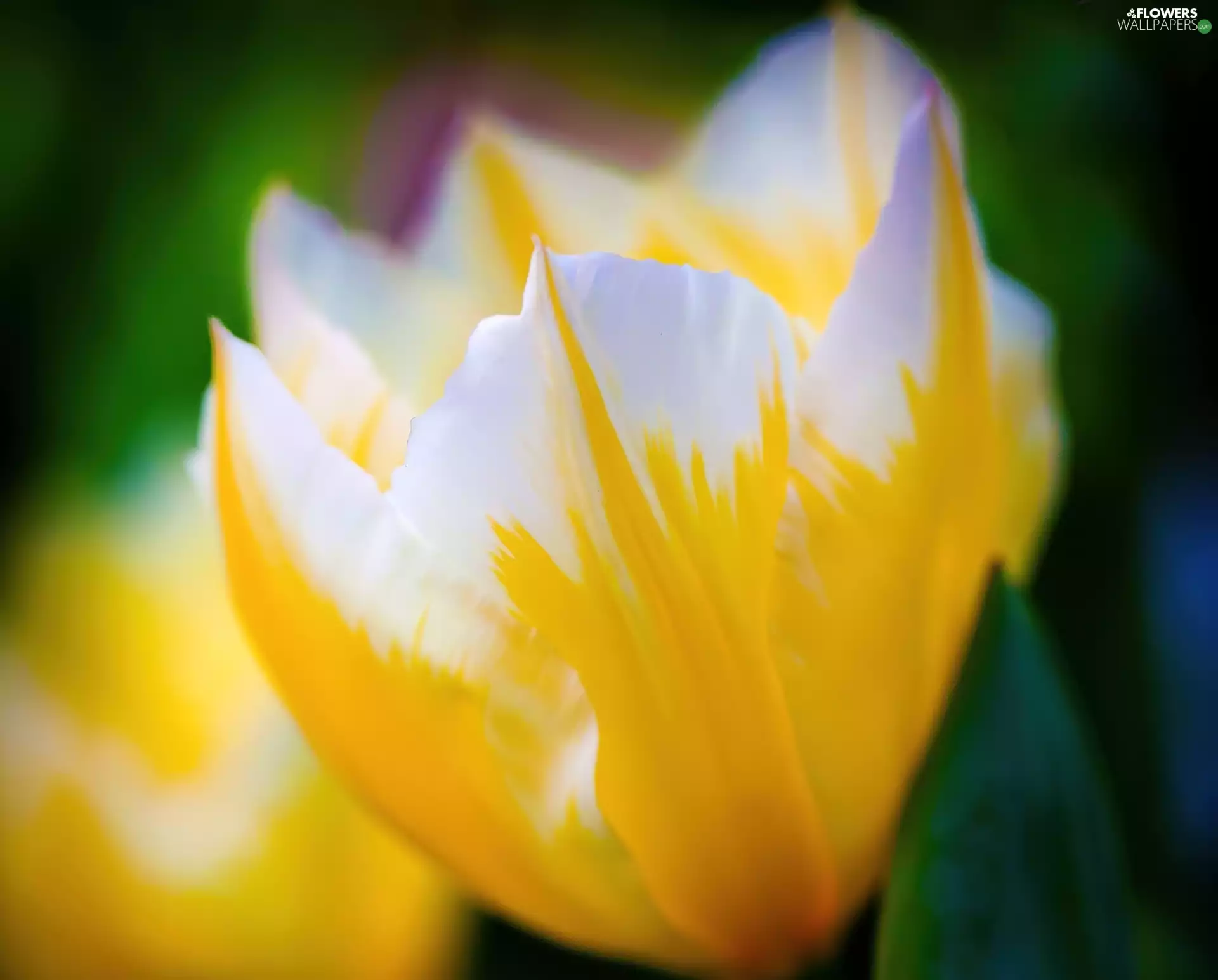 tulip, yellow, White