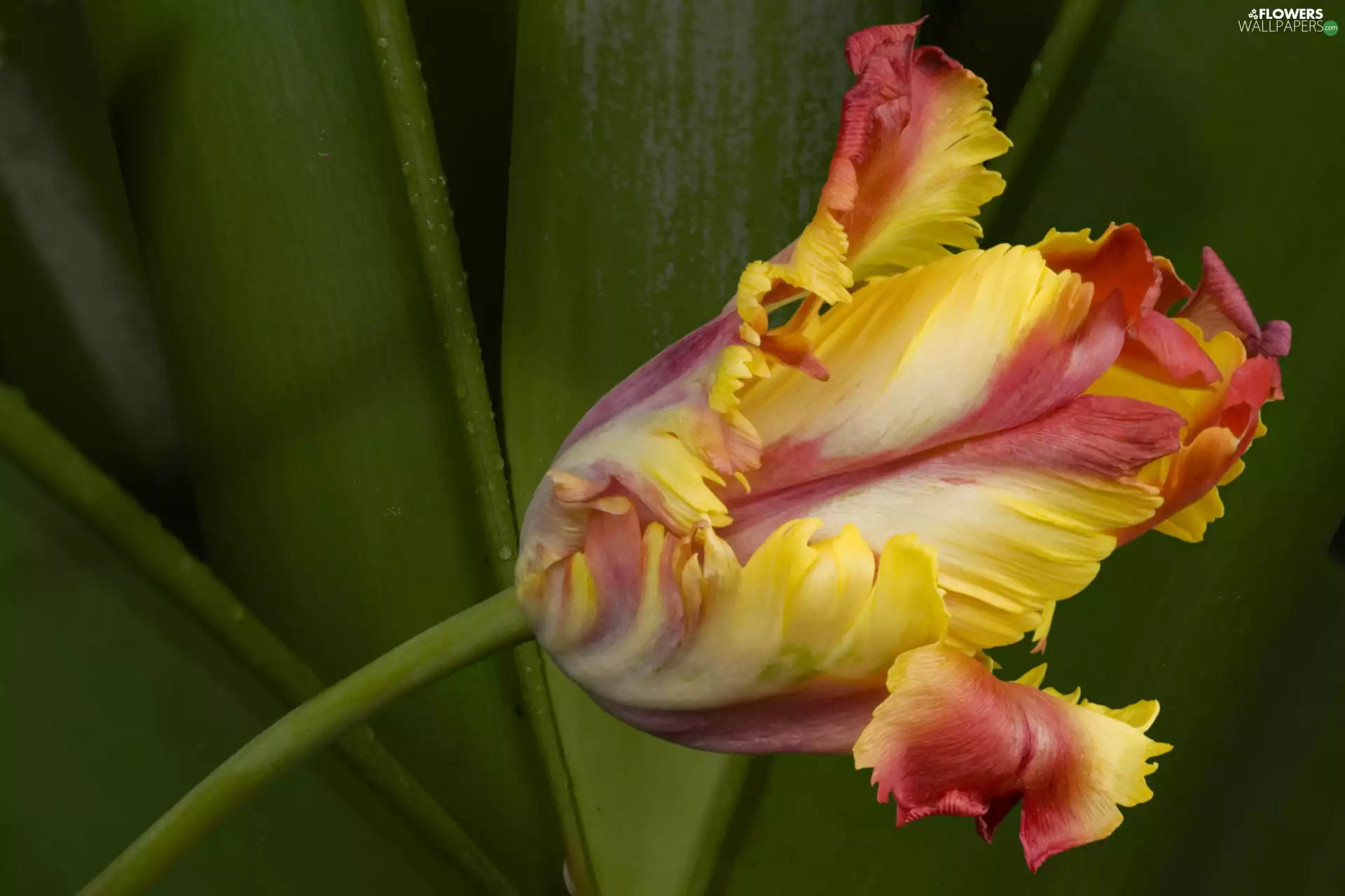 Yellow, tulip