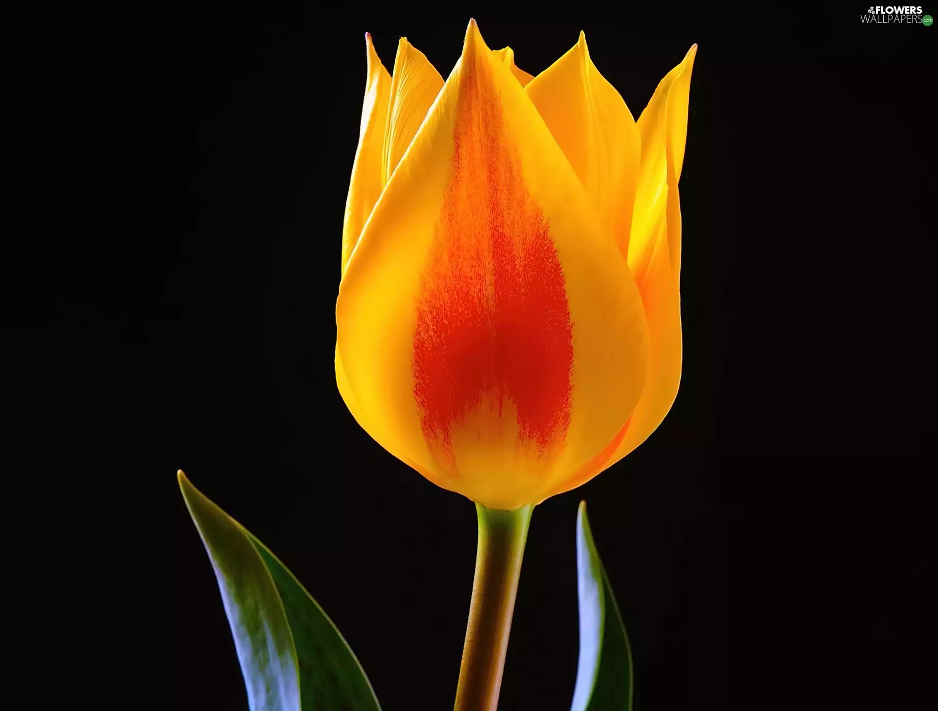 Yellow, Black, background, tulip